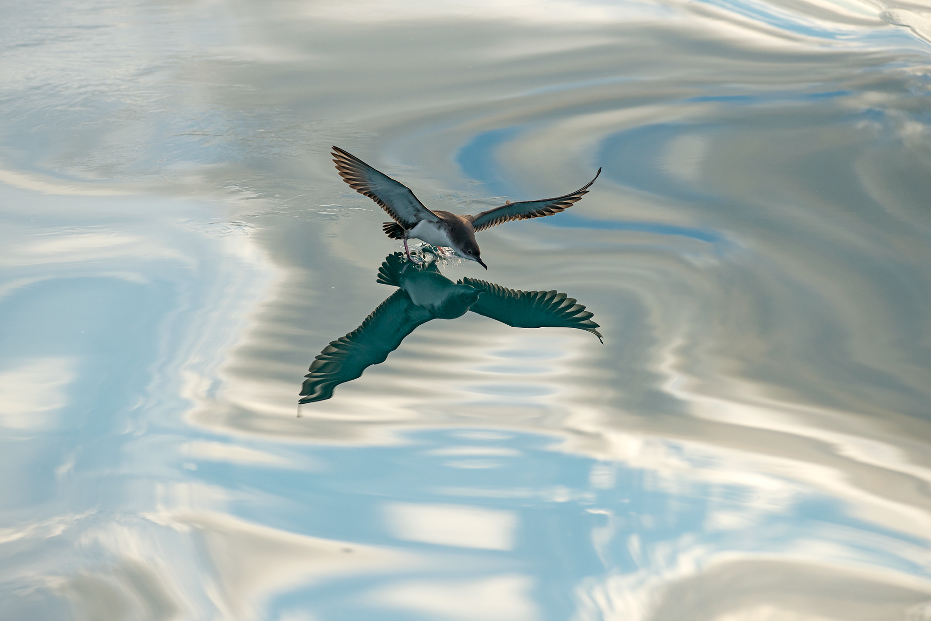 Yelkouan Shearwater - Puffin de Méditerranée