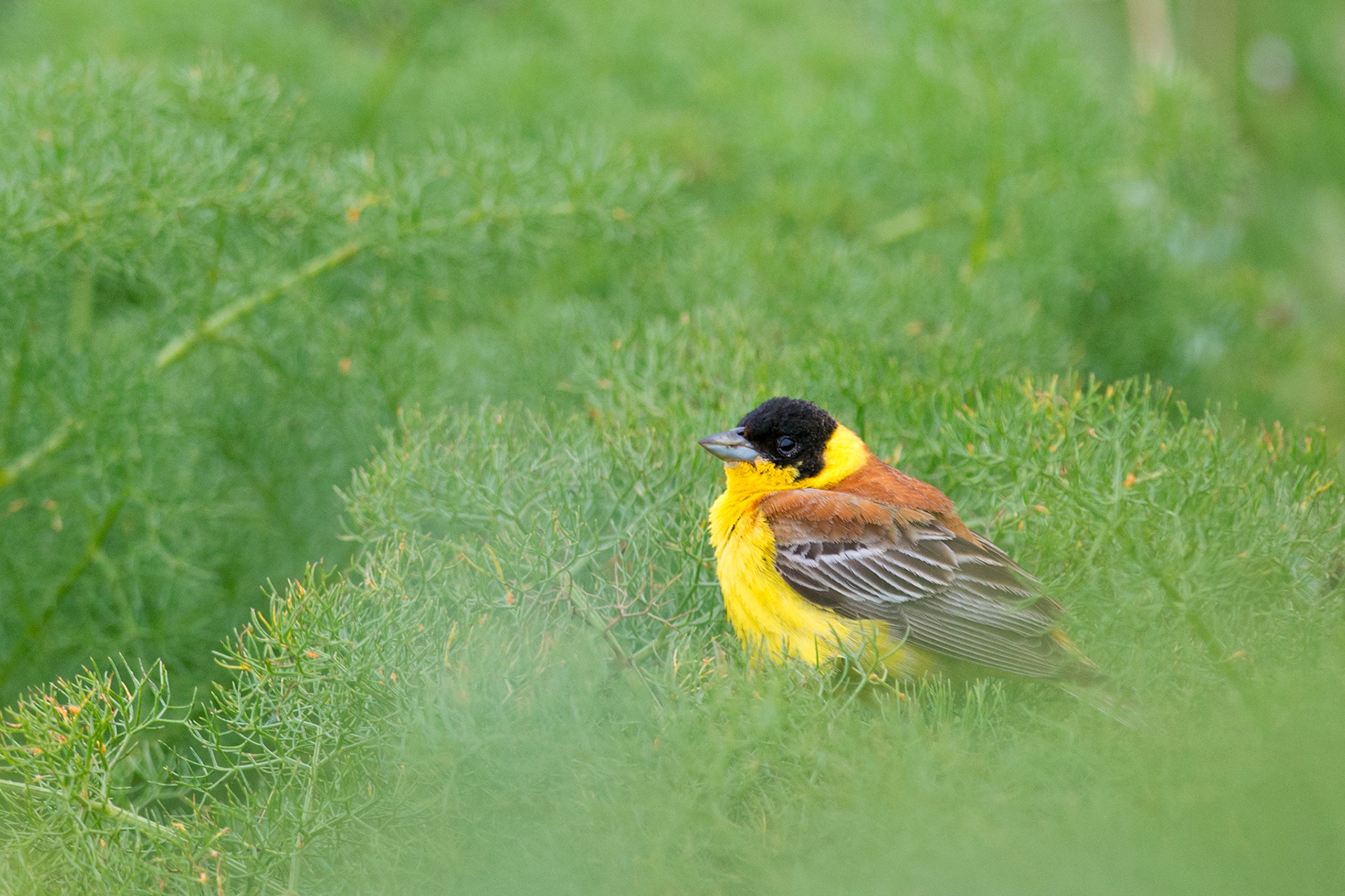 Black-headed Bunting - Bruant mélanocéphale