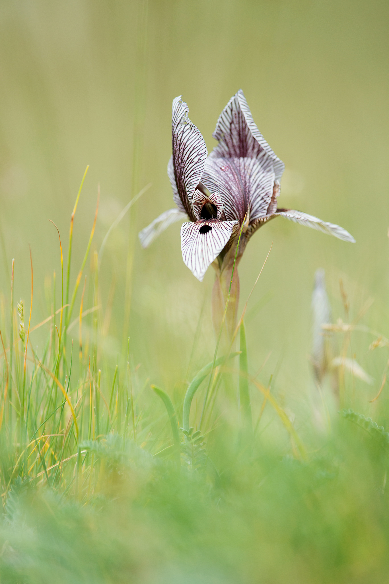Iris acutiloba