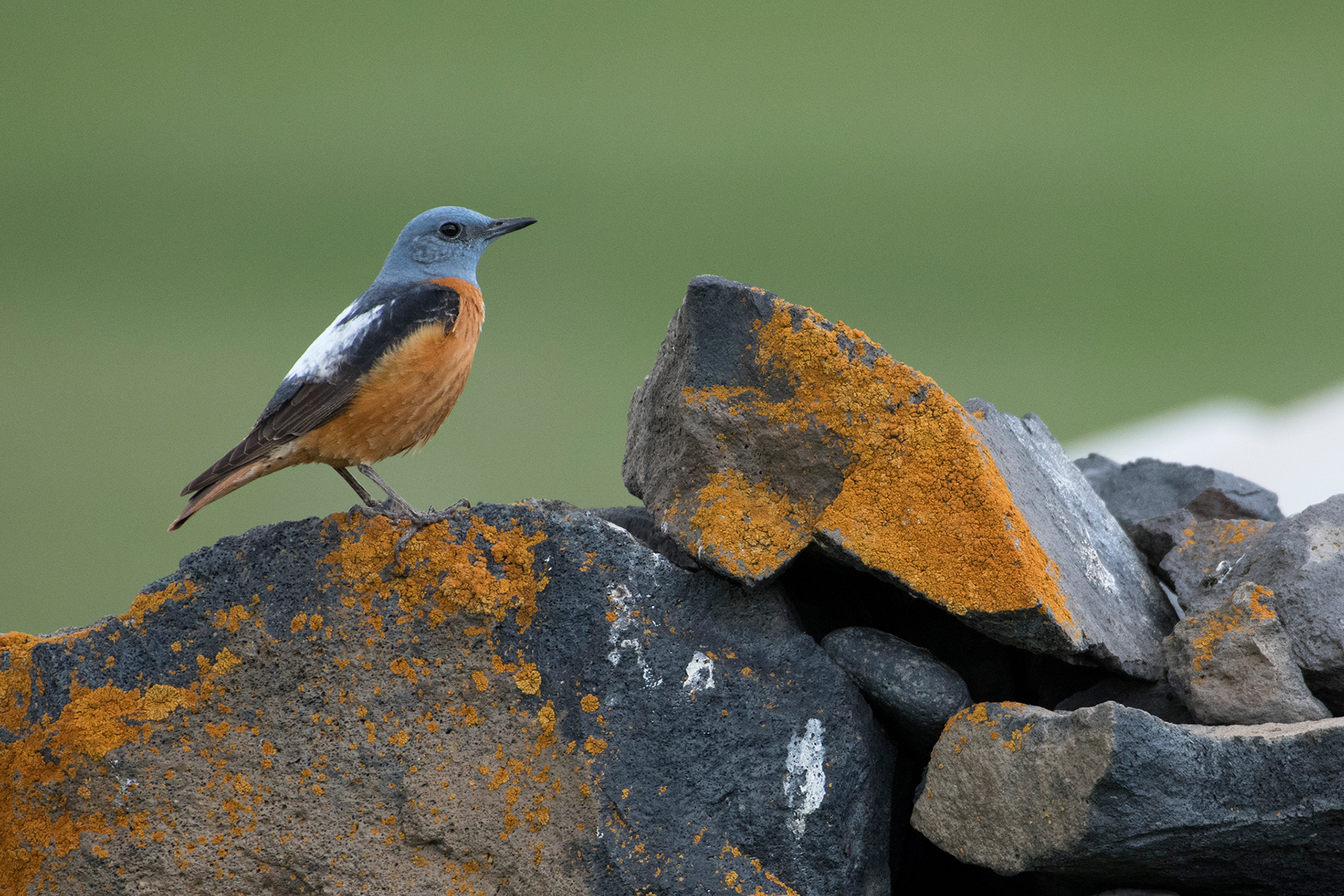 Rock thrush - Monticole de roche
