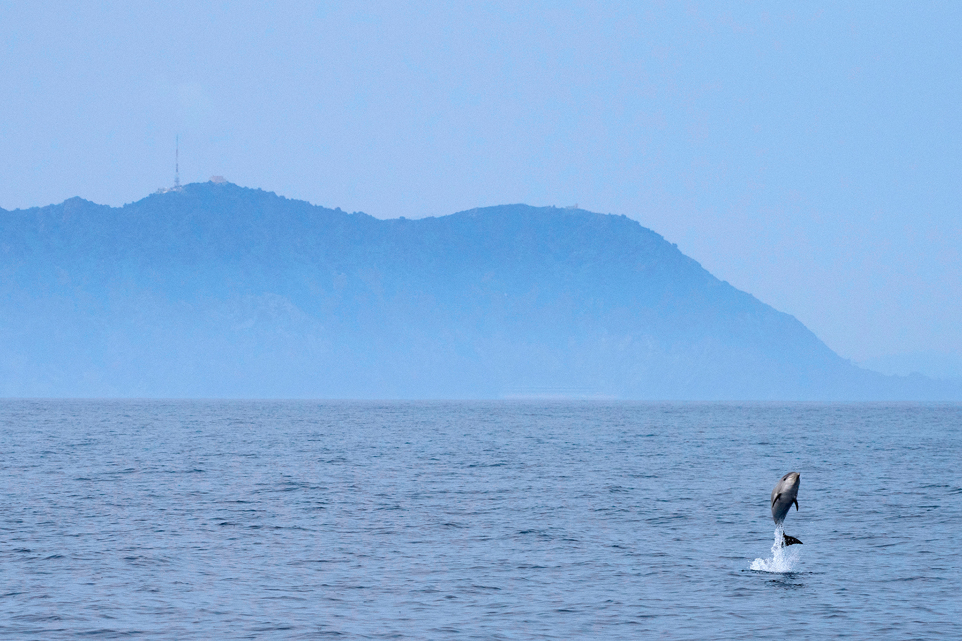 Striped dolphin - Dauphin bleu-et-blanc