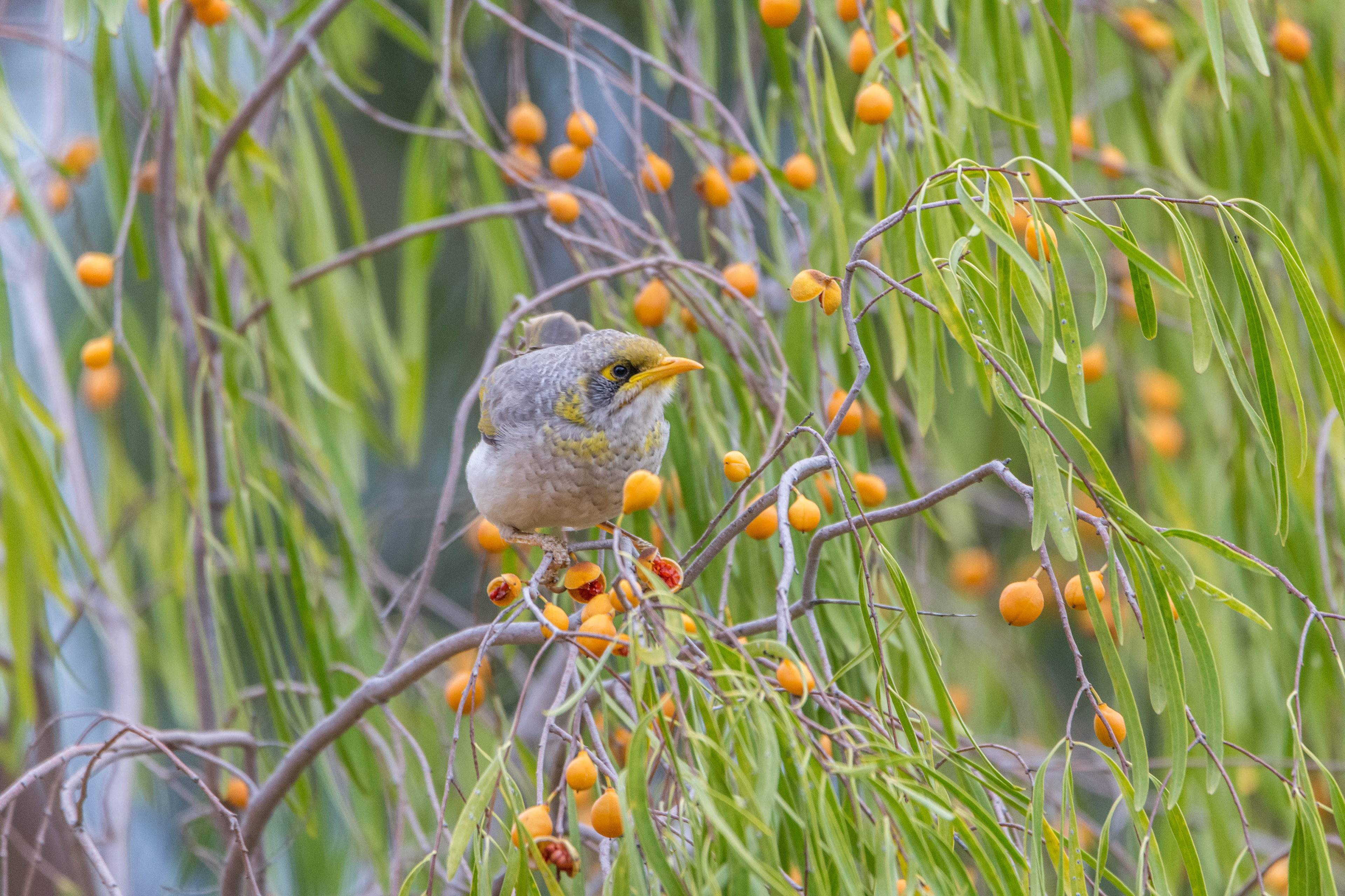 Yellow-throated miner