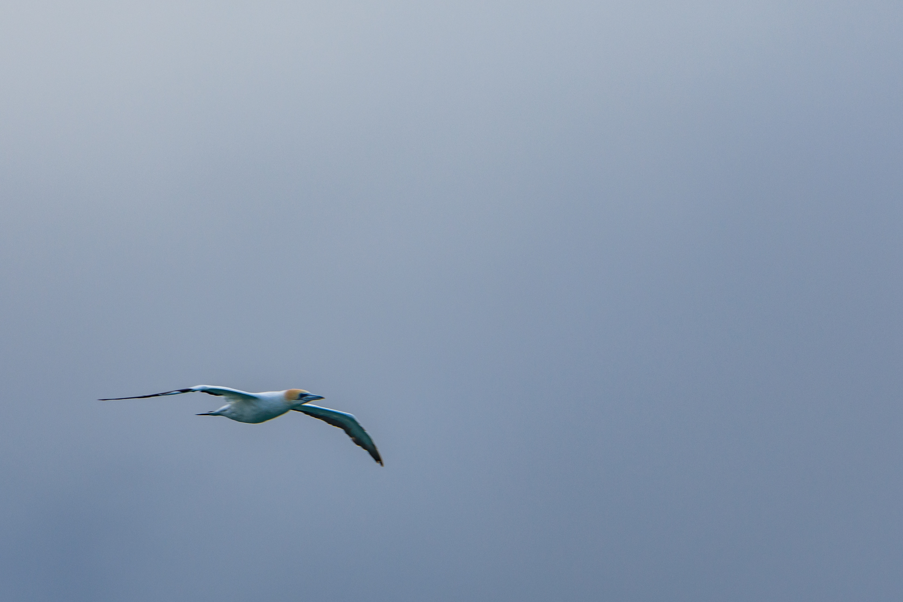 Boobies and gannets (Australasian gannet)