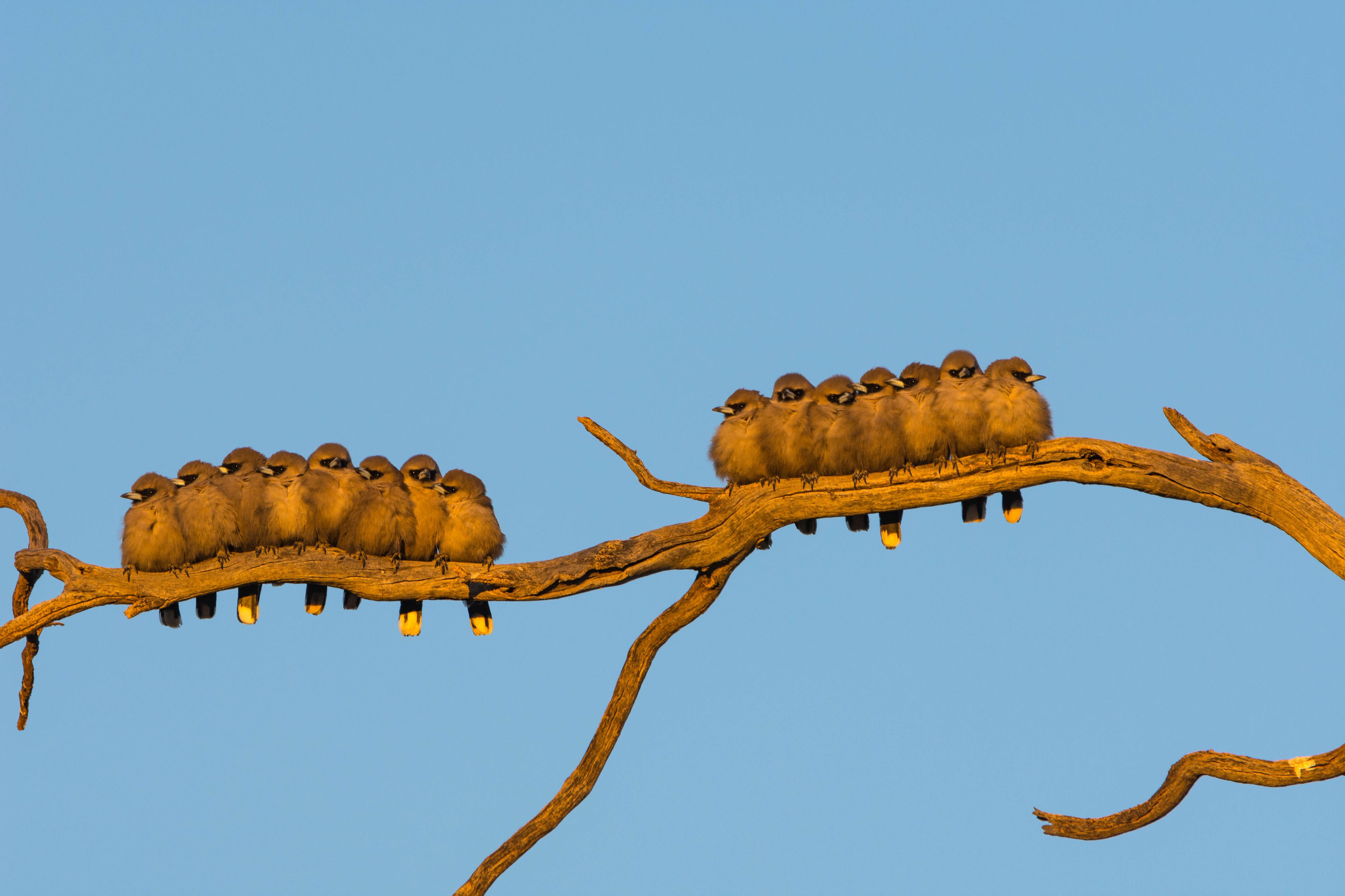 Black-faced woodswallow