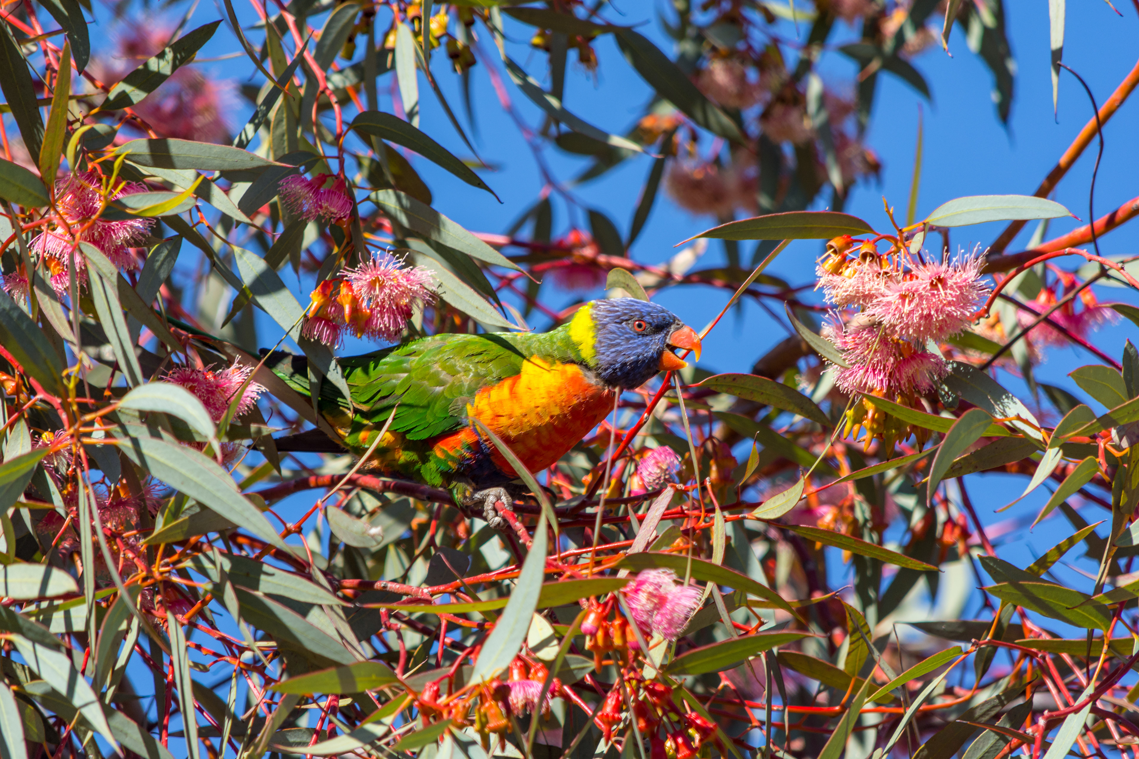 Rainbow lorikeet