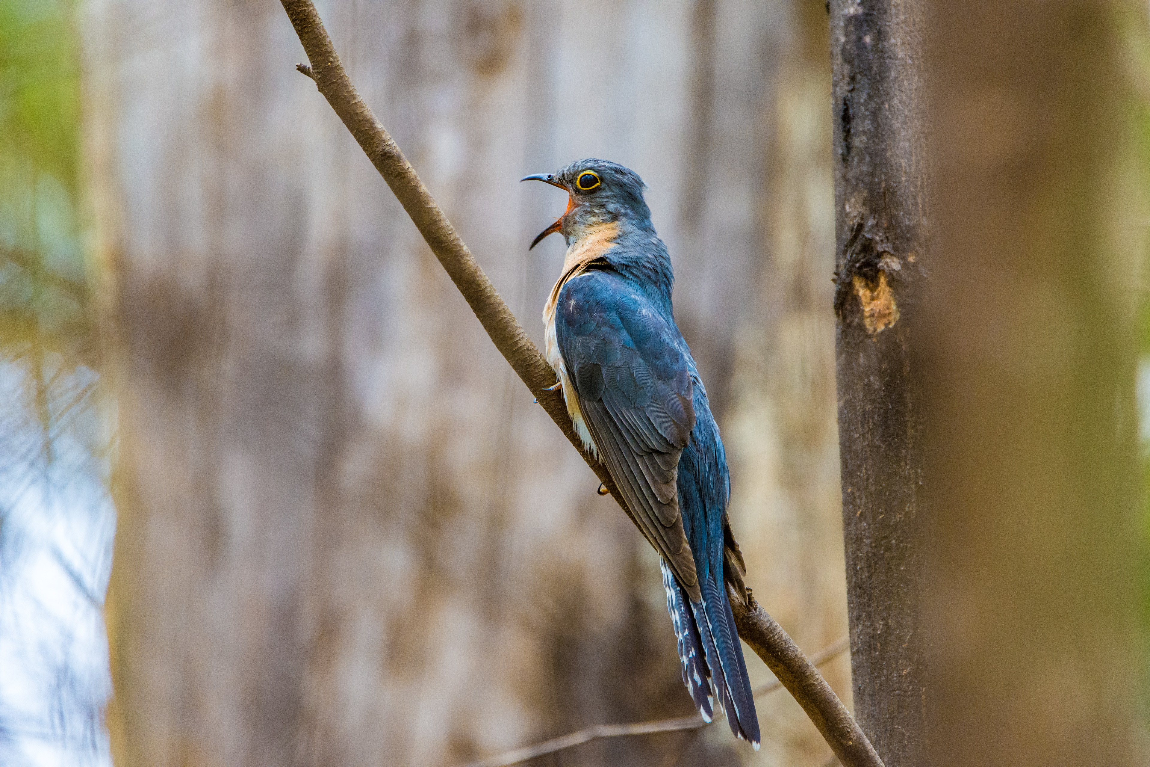 Cuckoos (Fan-tailed cuckoo)