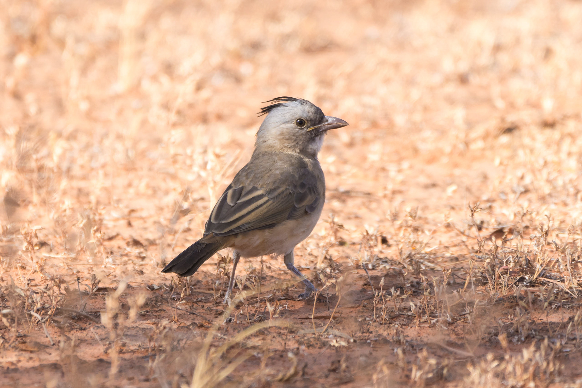Australo-Papuan bellbirds (Crested bellbird)