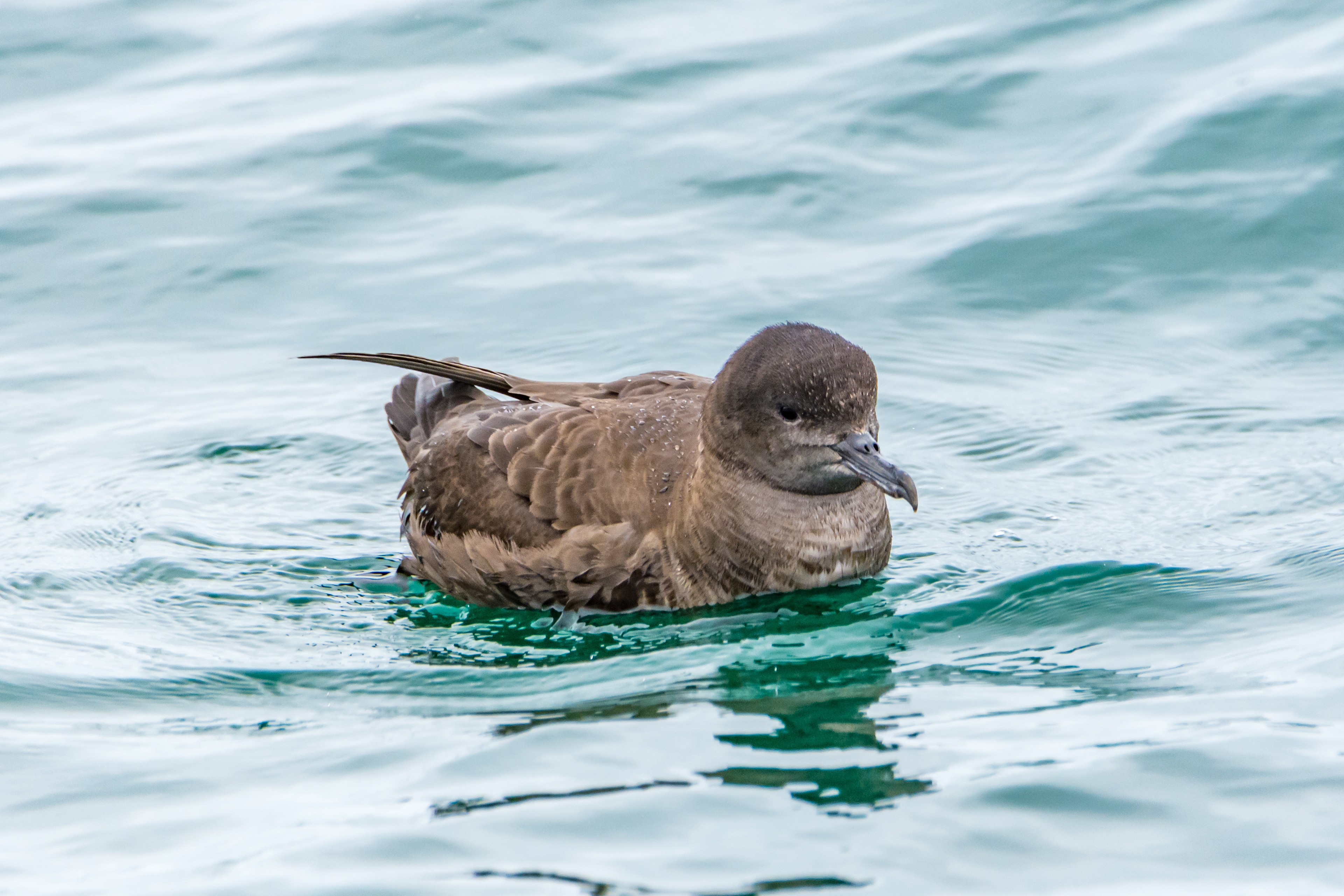 Fulmars, petrels, and shearwaters (Flesh-footed shearwater)