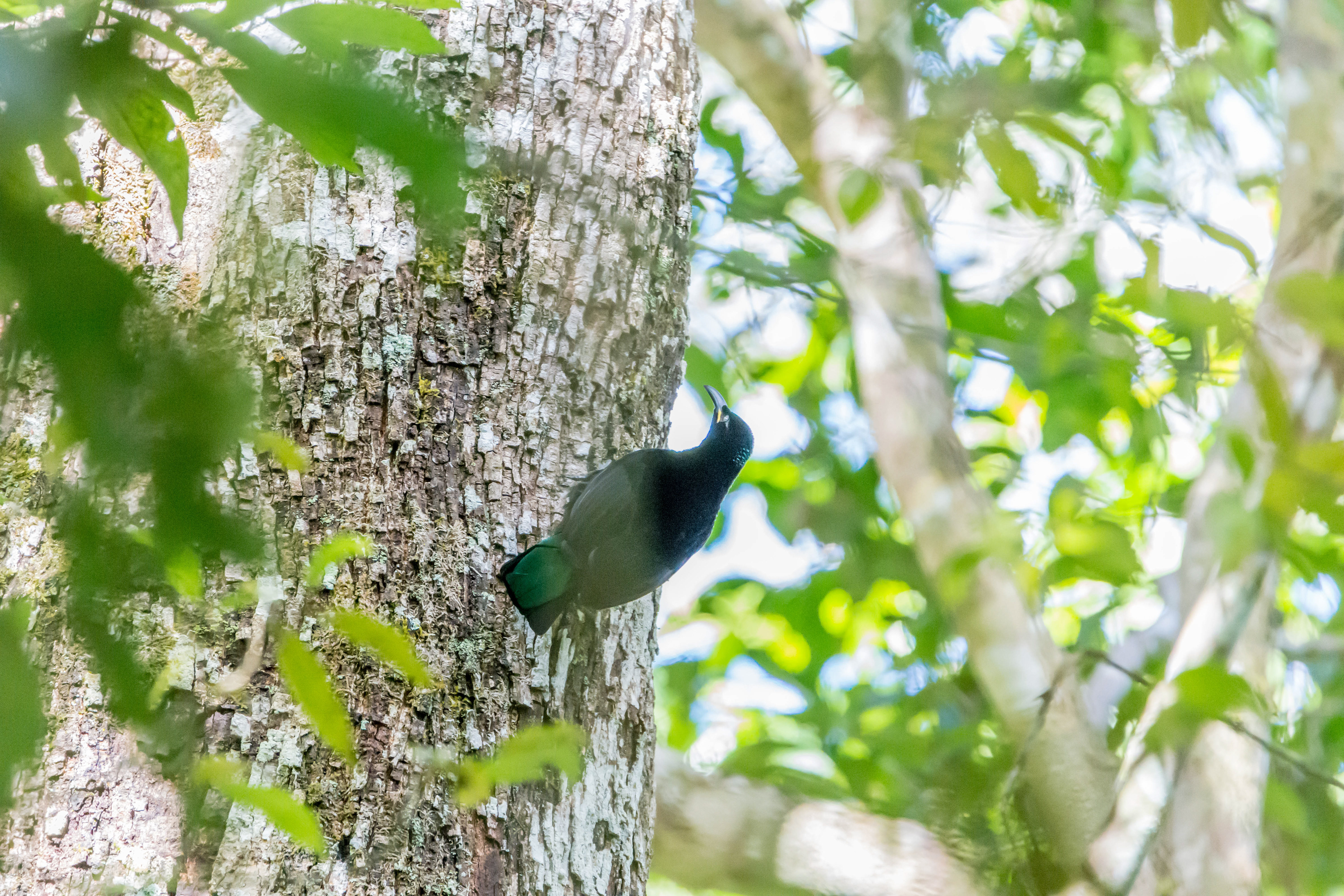 Birds of paradise (Victoria's riflebird)