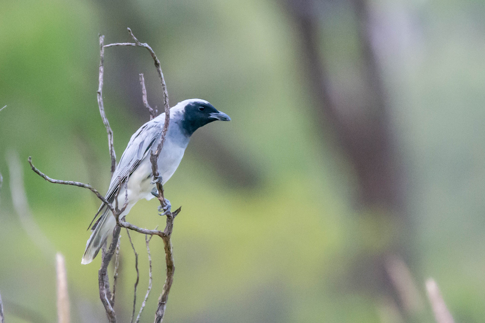 Black-faced cuckooshrike