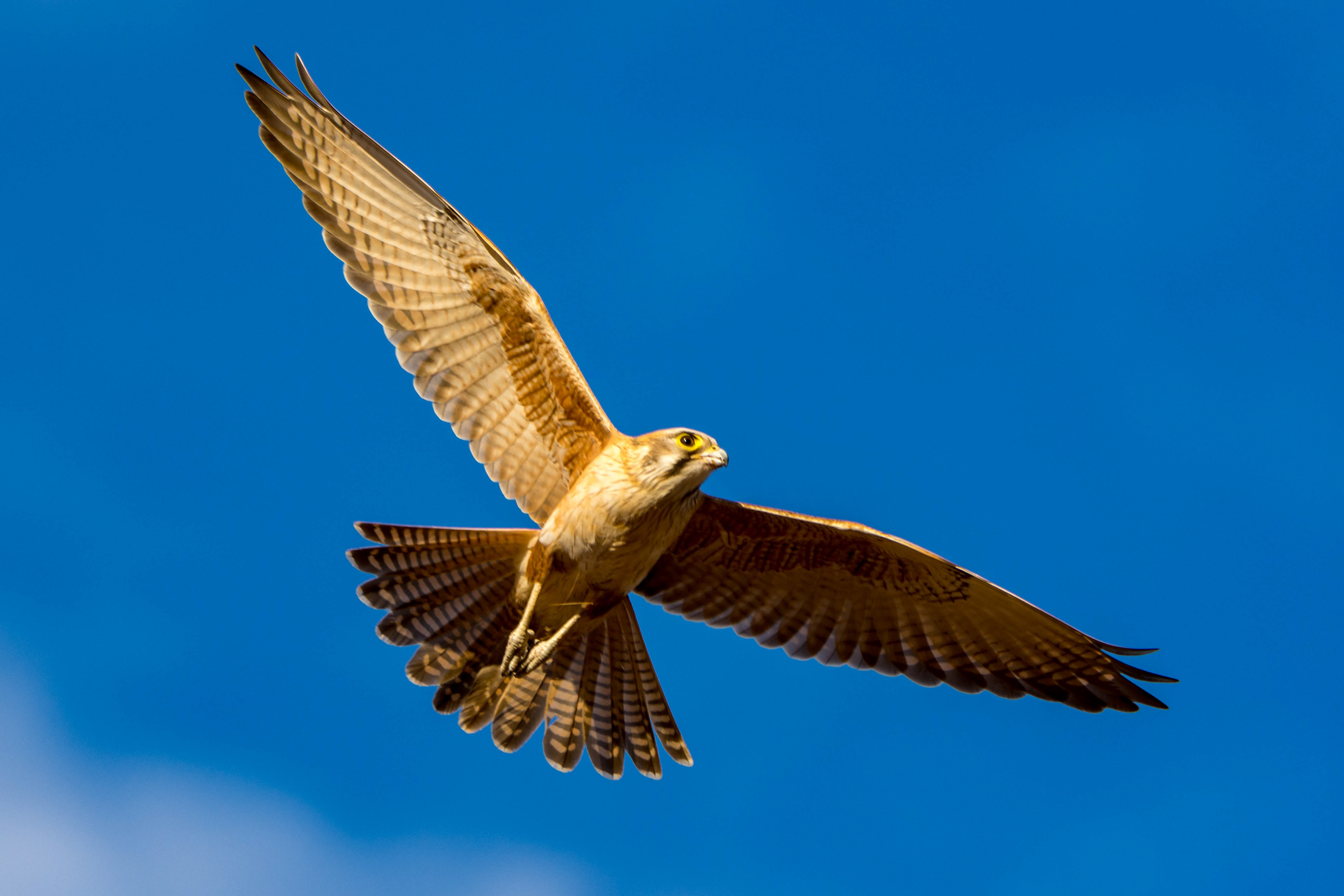 Falcons (Brown falcon)