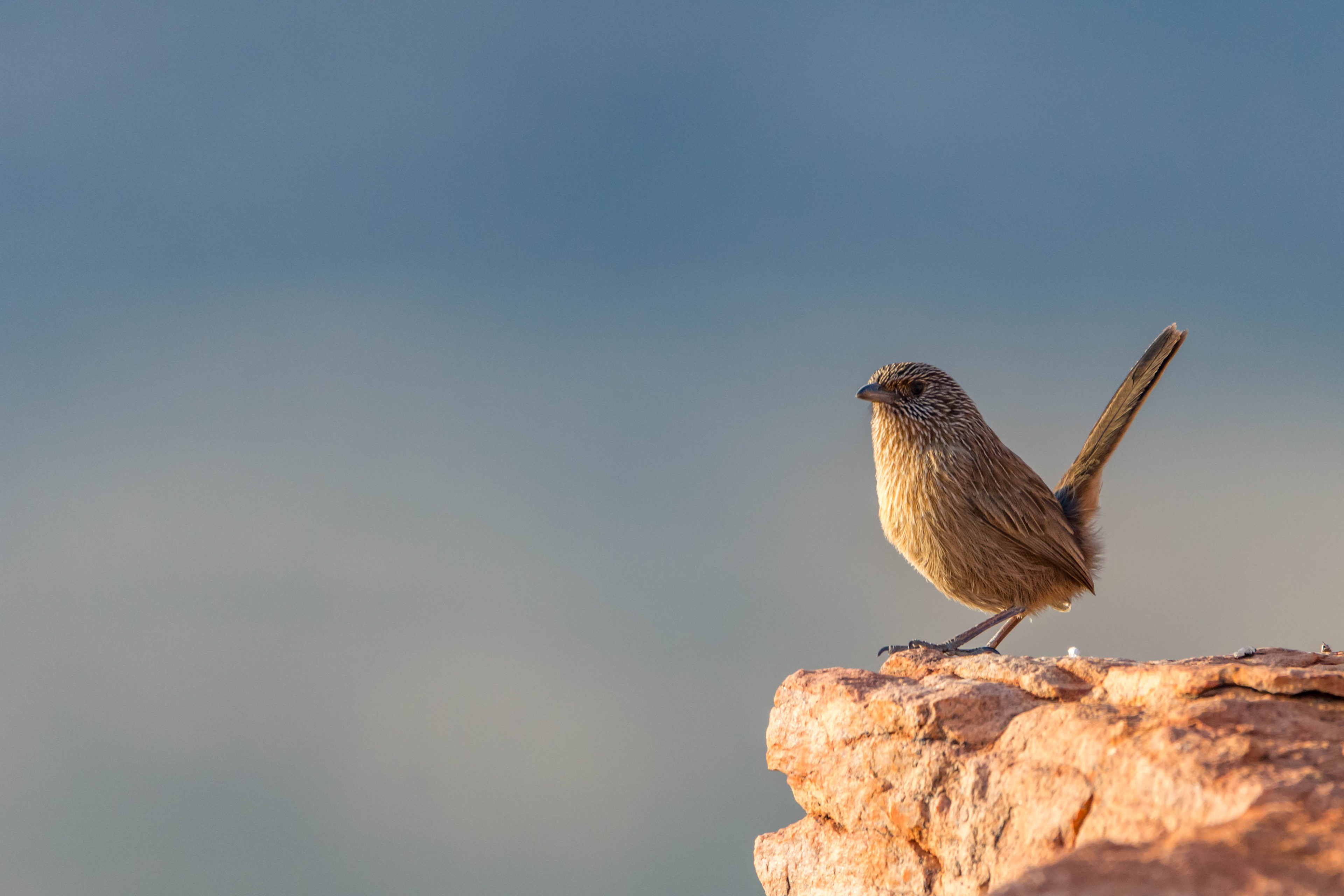Dusky grasswren