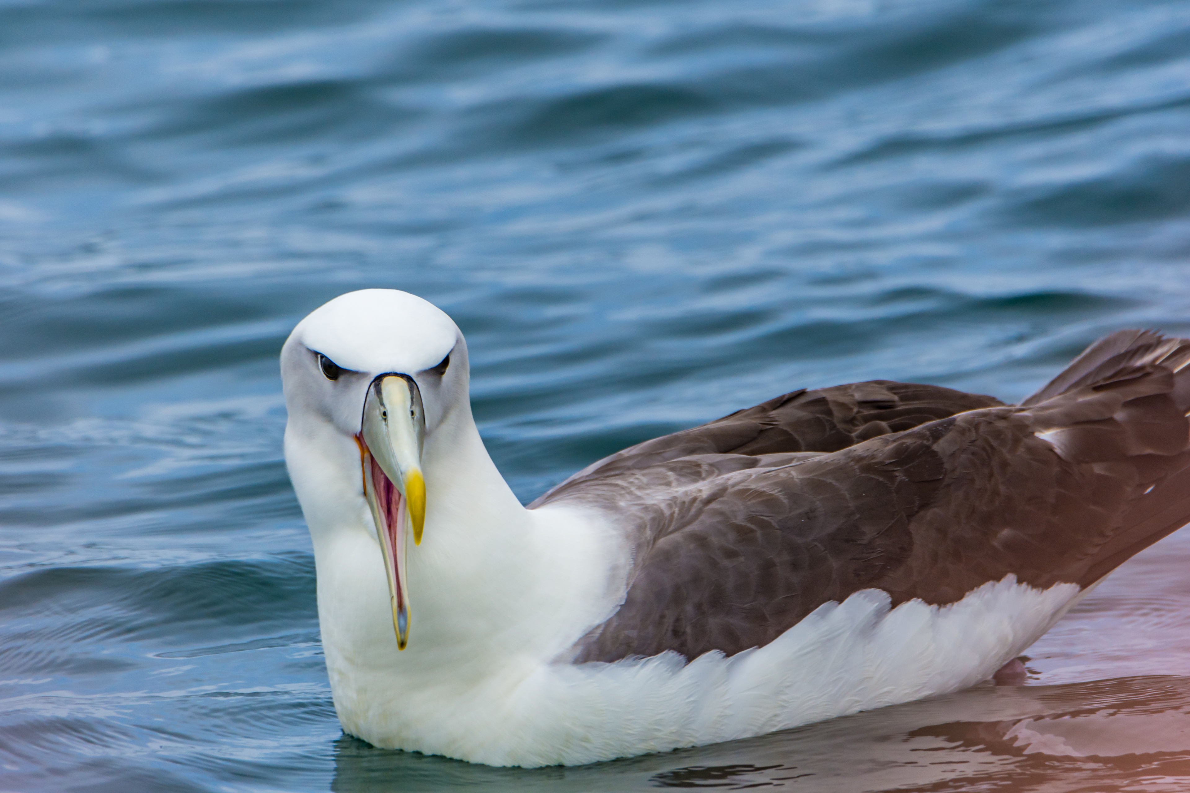 Albatrosses (White-capped albatross)