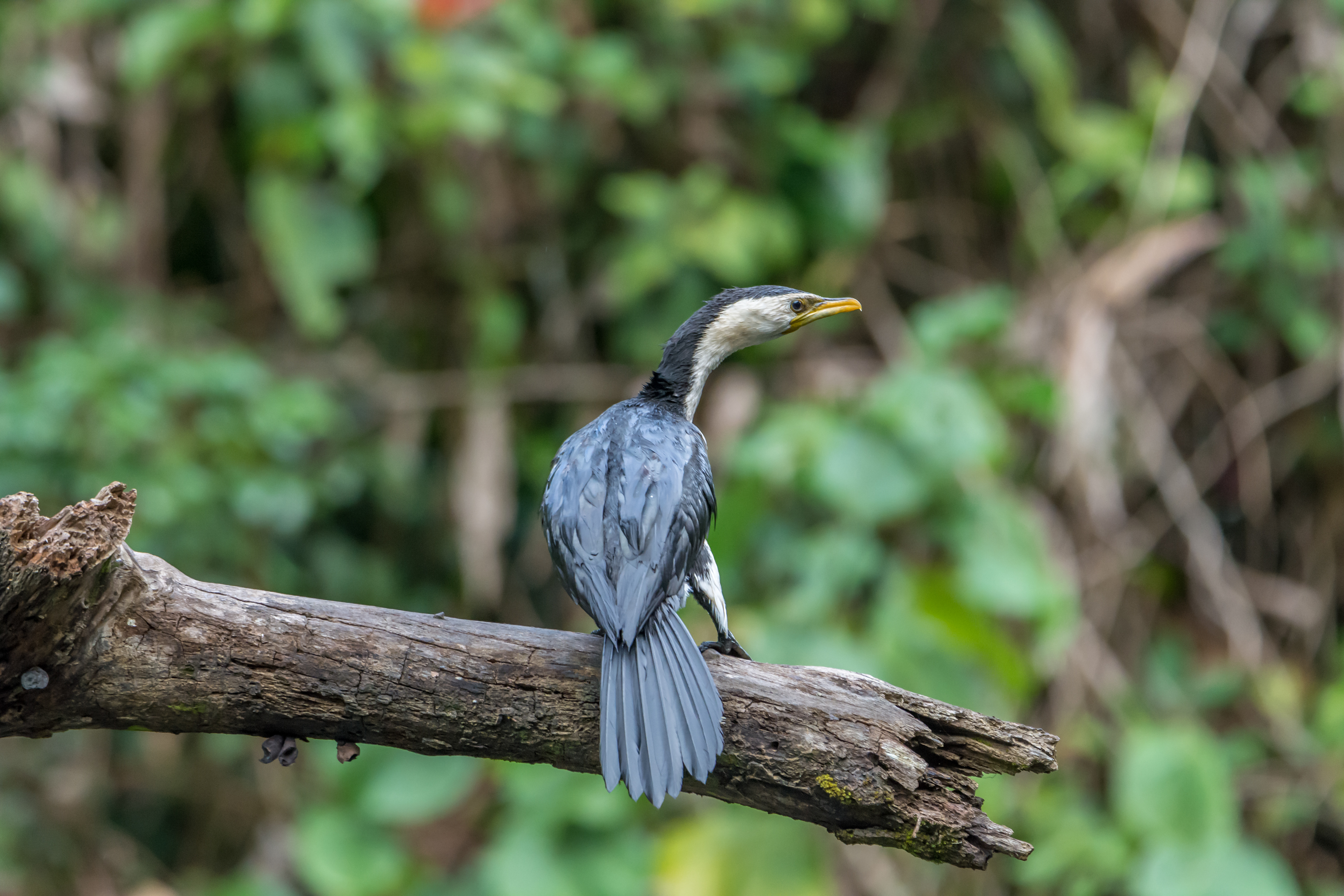 Cormorants (Little pied cormorant)