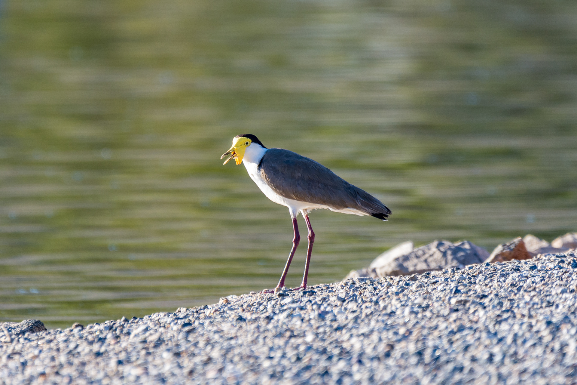 Masked lapwing