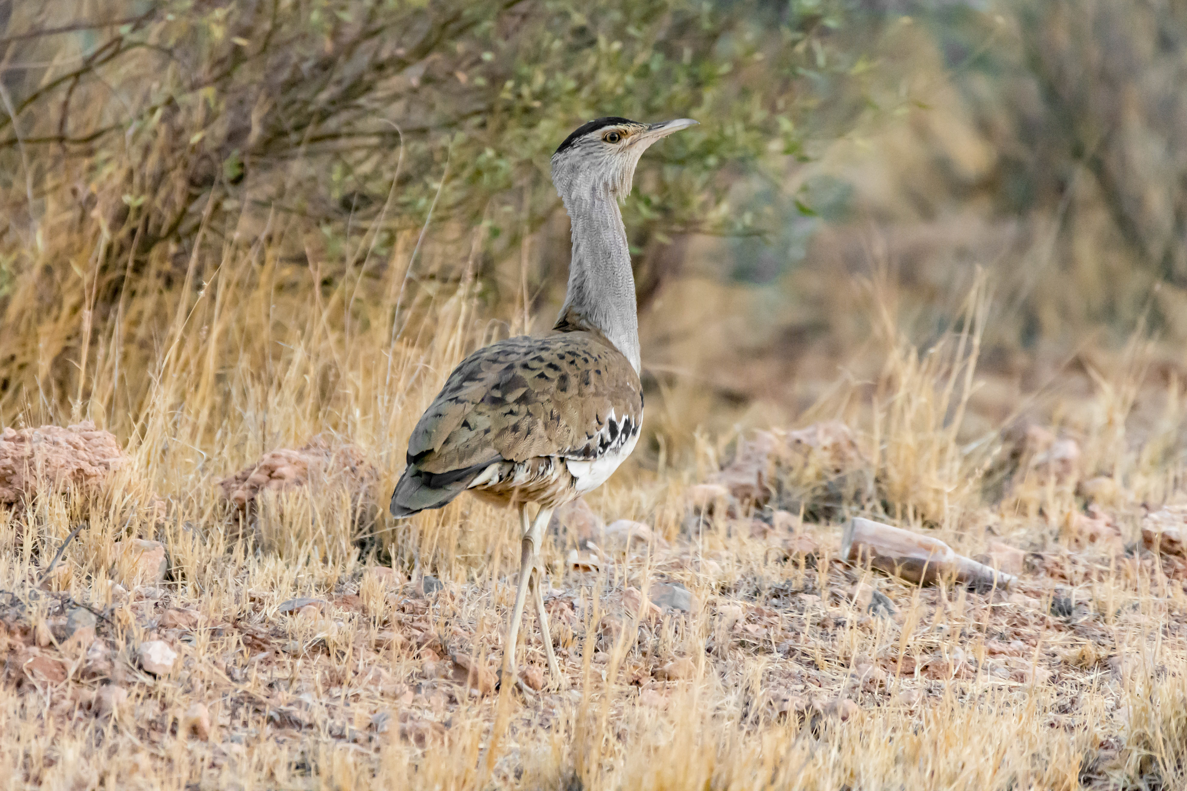 Bustards (Australian bustard)