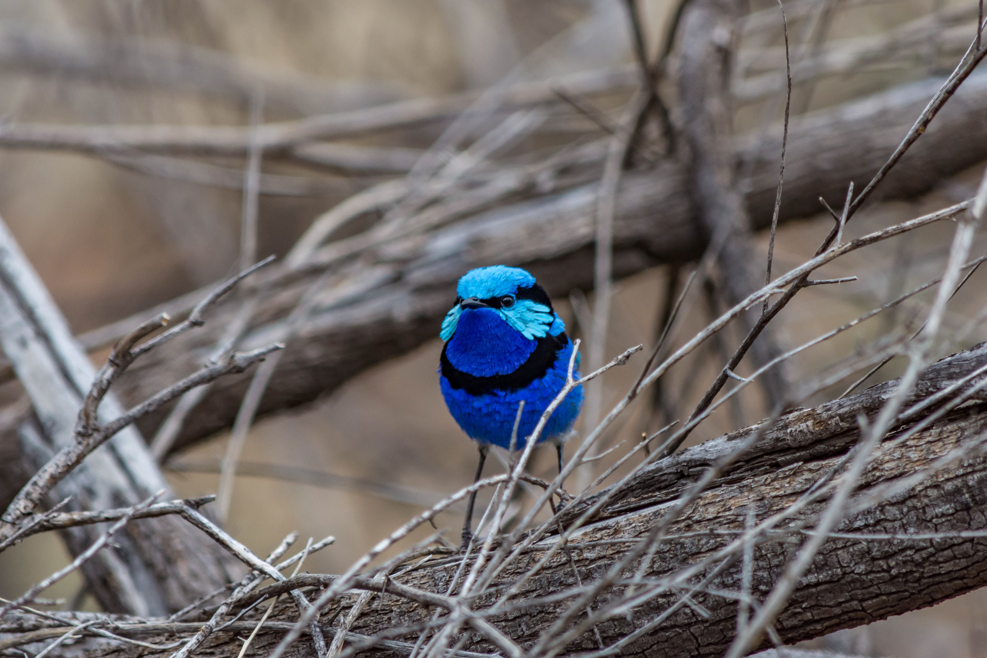 Australasian wrens (Splendid fairy-wren)