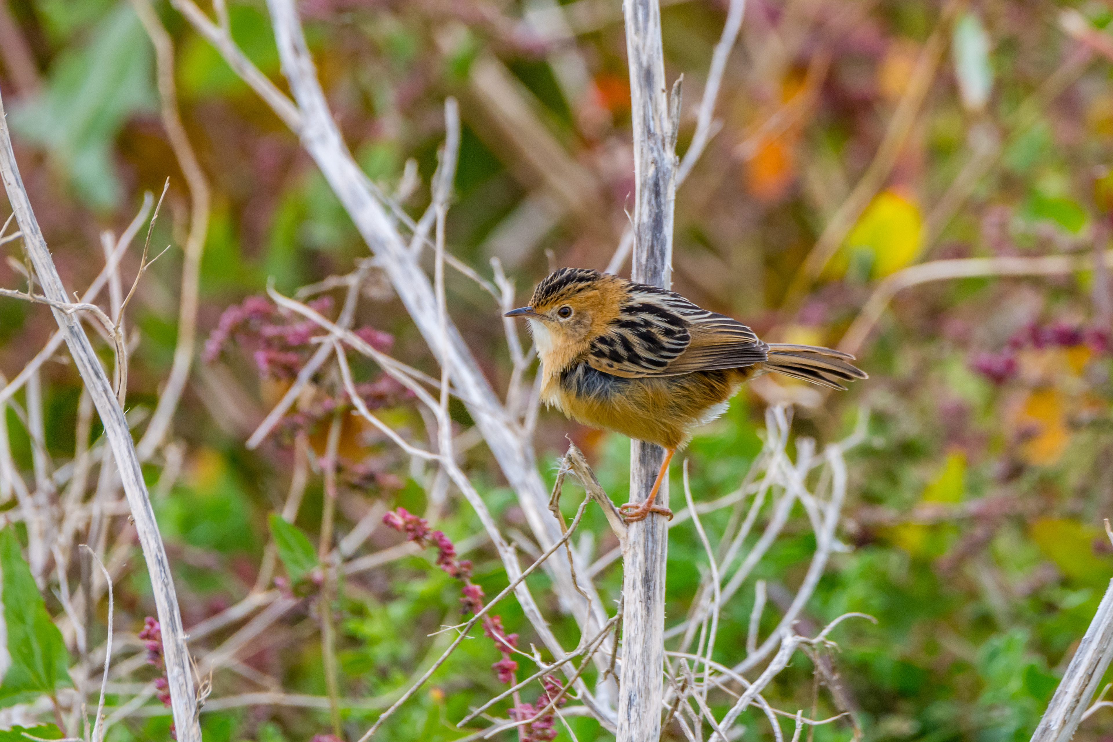 Cisticolas (Golden-headed cisticola)