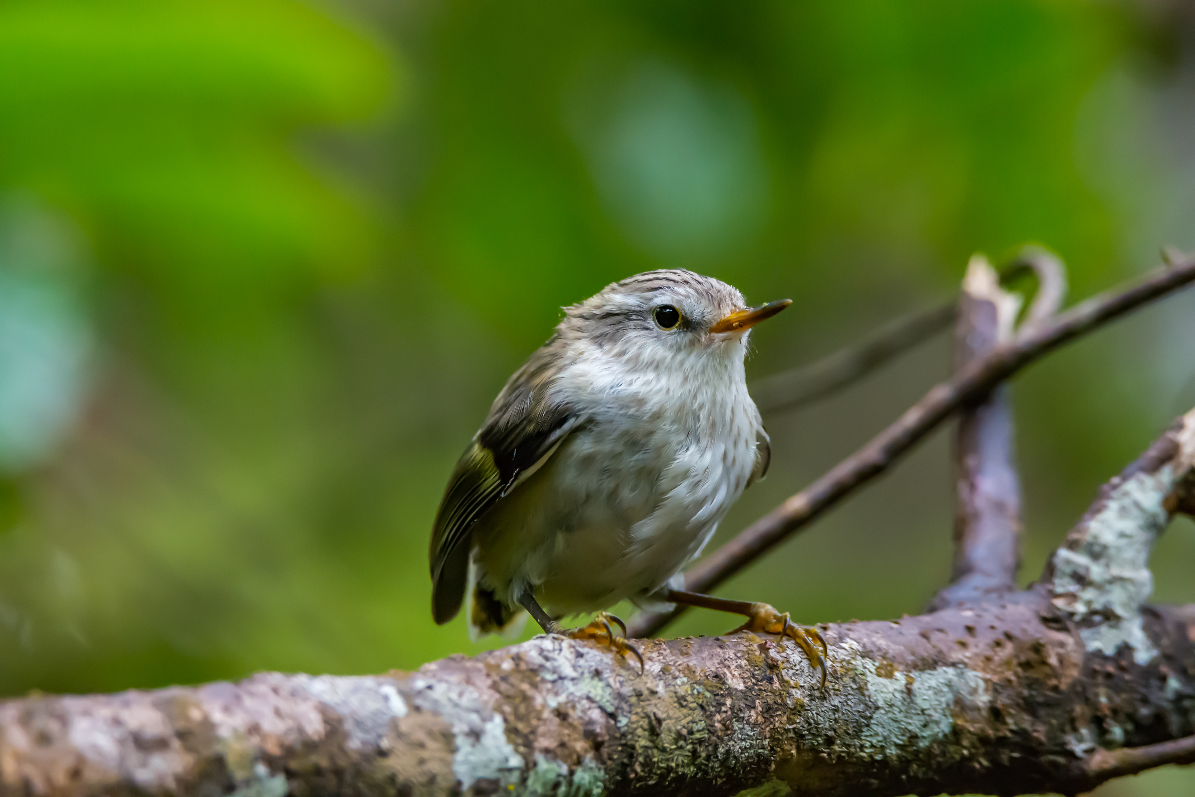 New Zealand wrens (Rifleman)