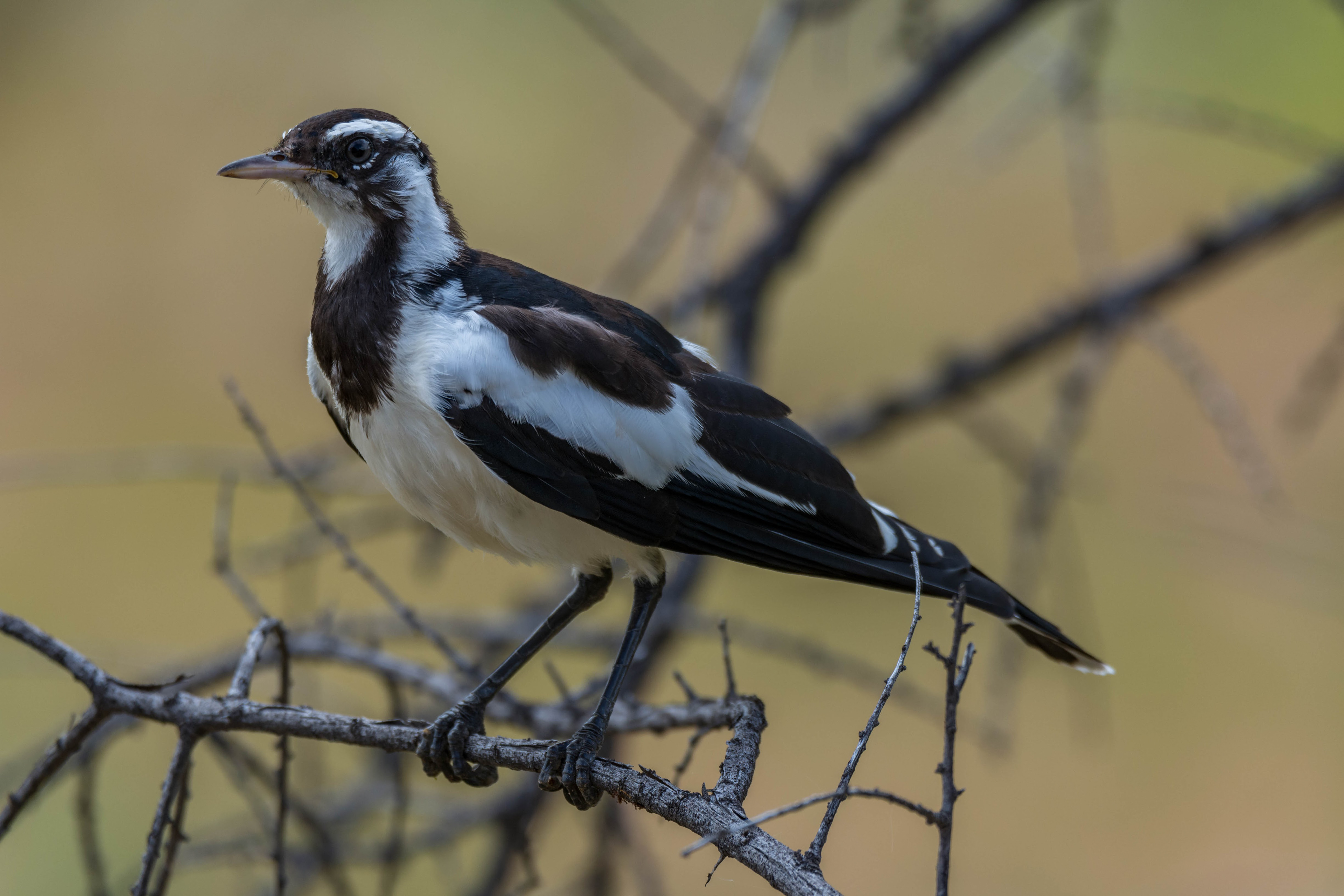 Magpie-lark