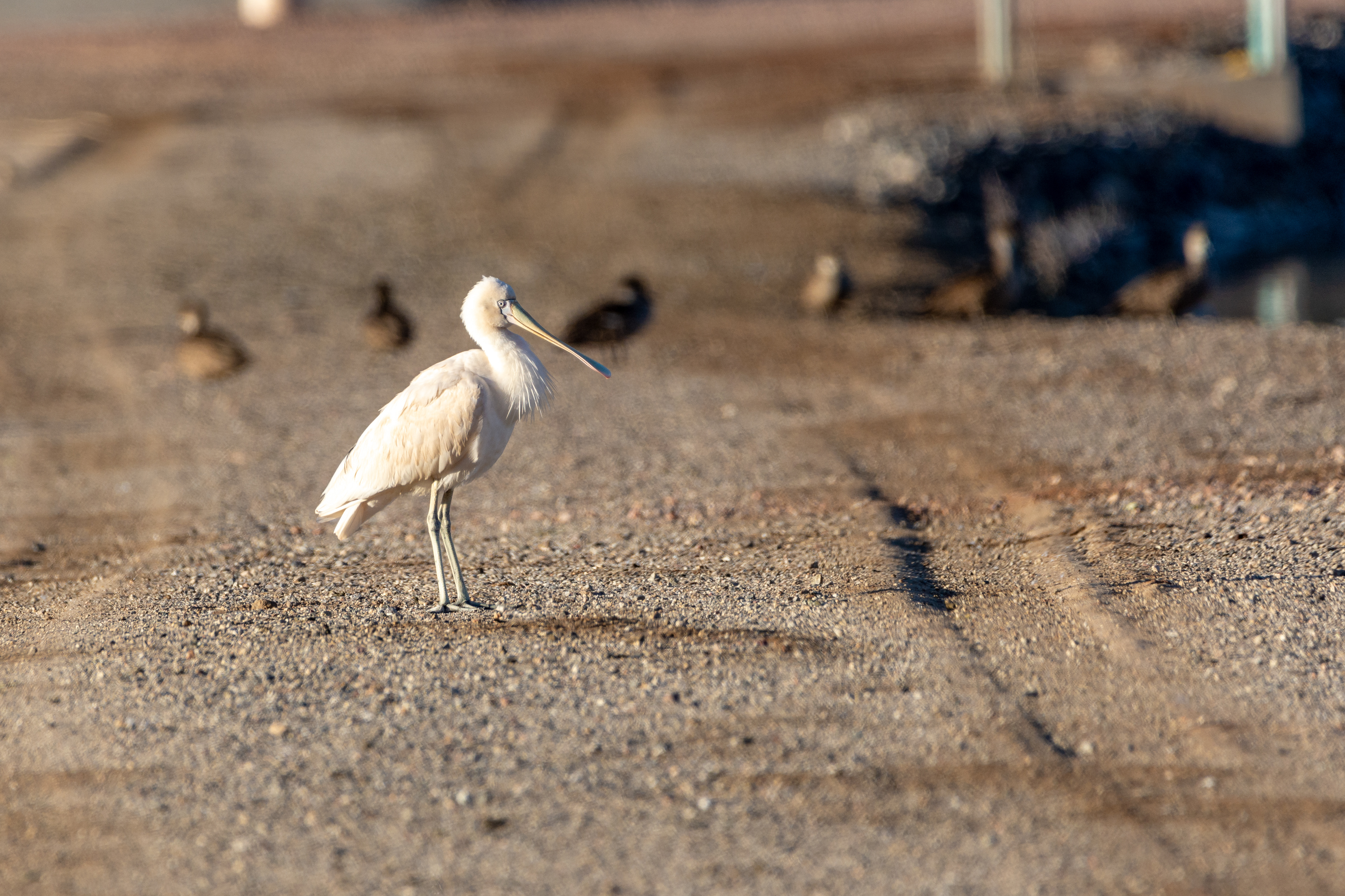 Yellow-billed spoonbill