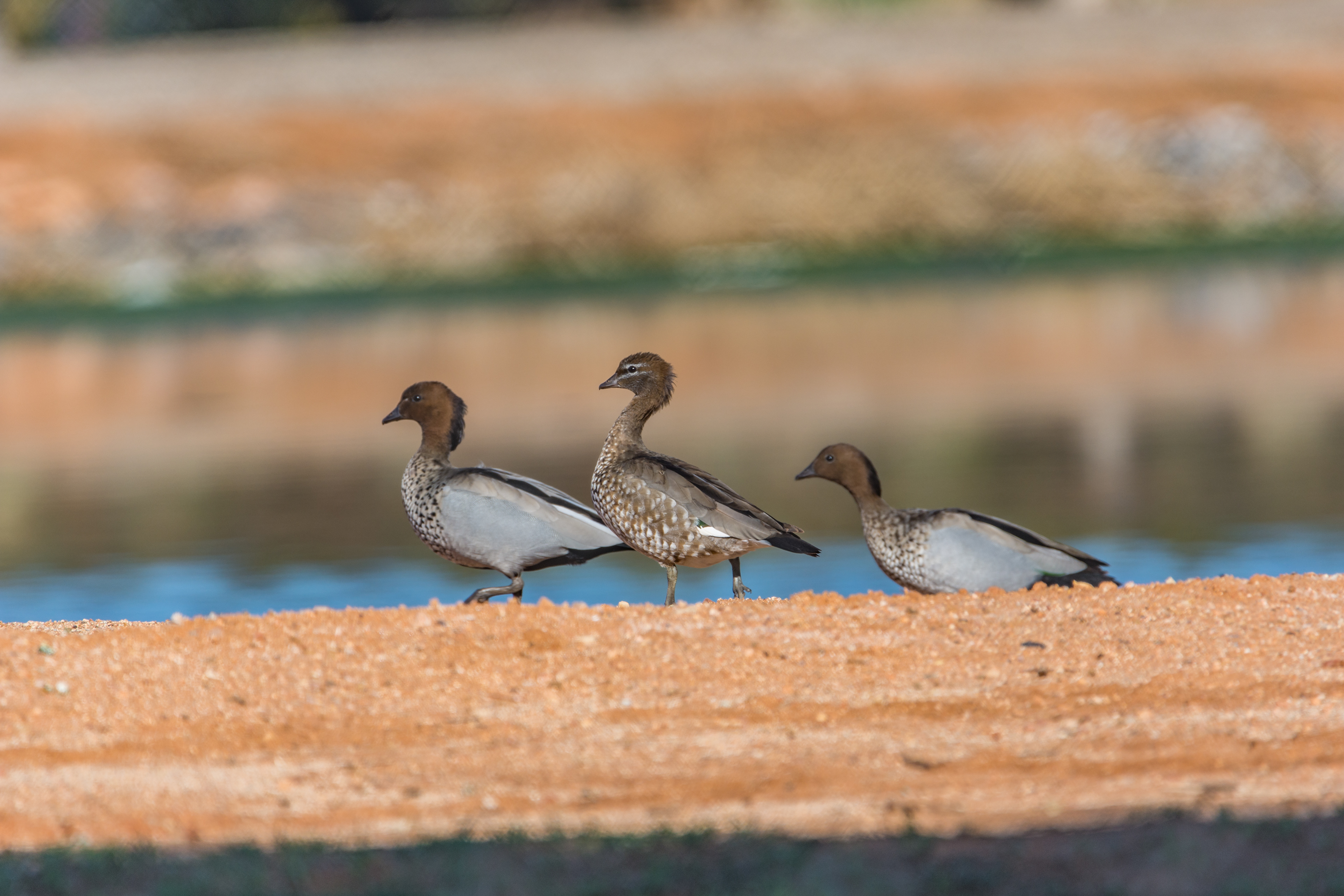 Australian wood duck