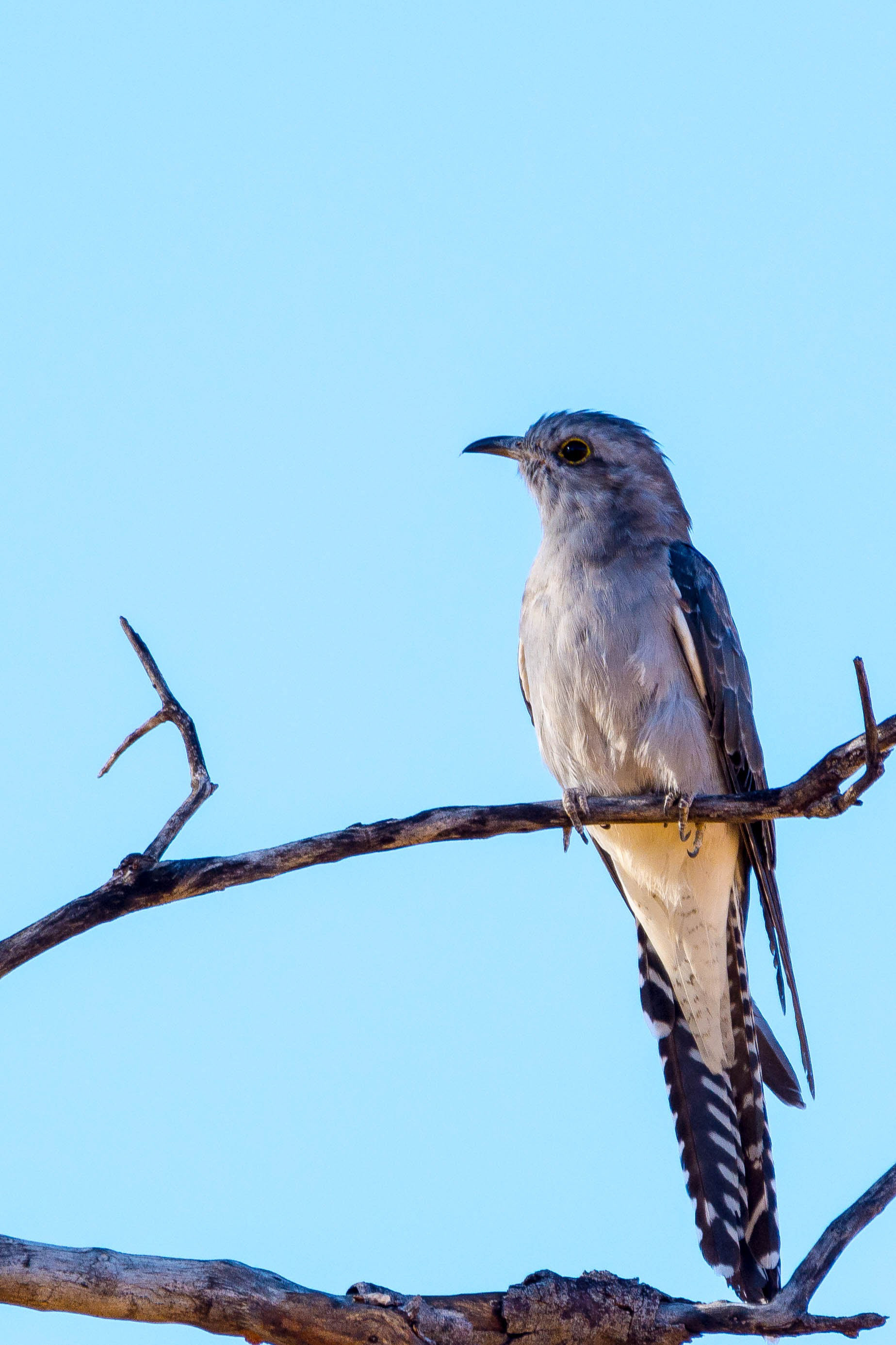 Pallid cuckoo