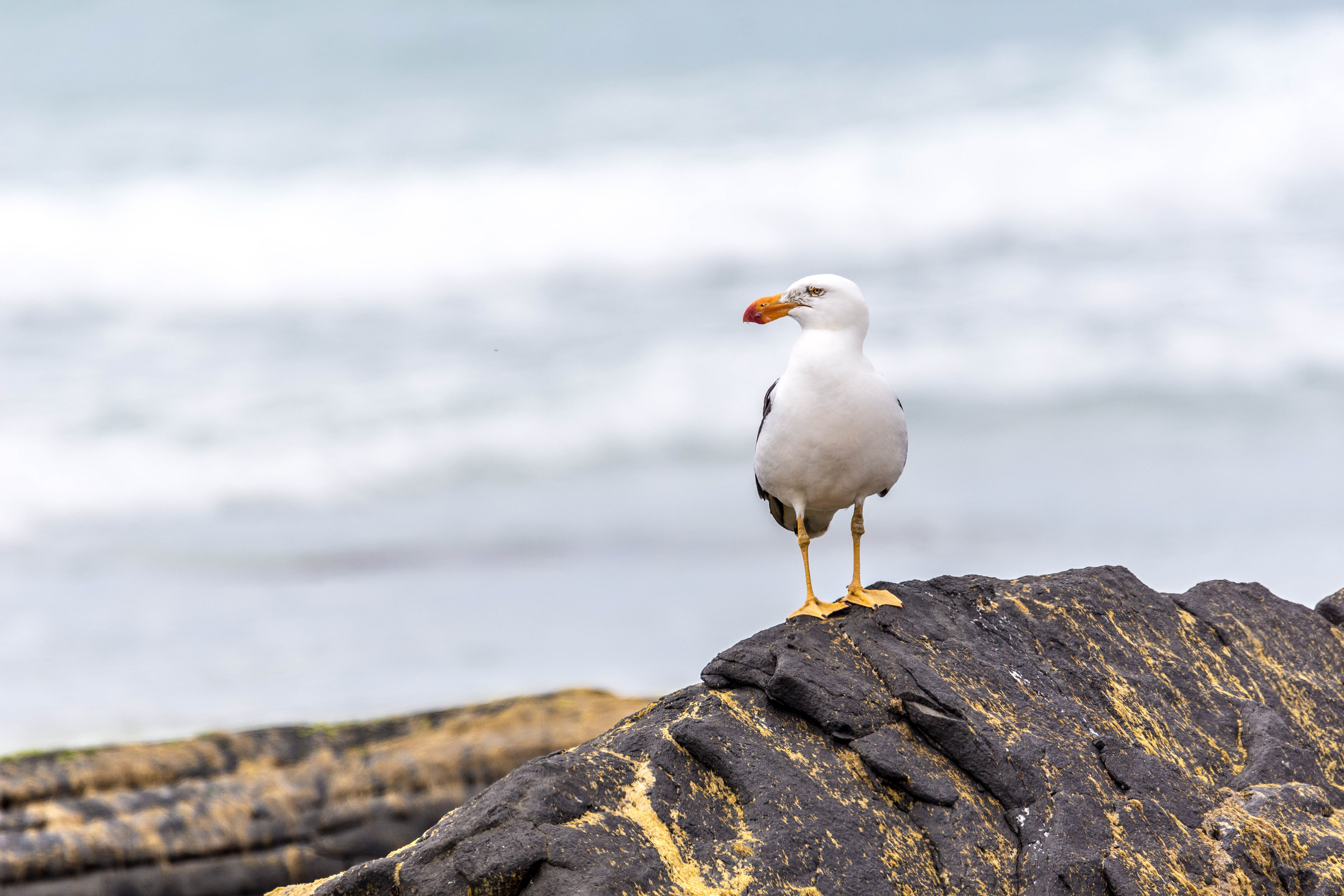 Gulls and terns (Pacific gull)
