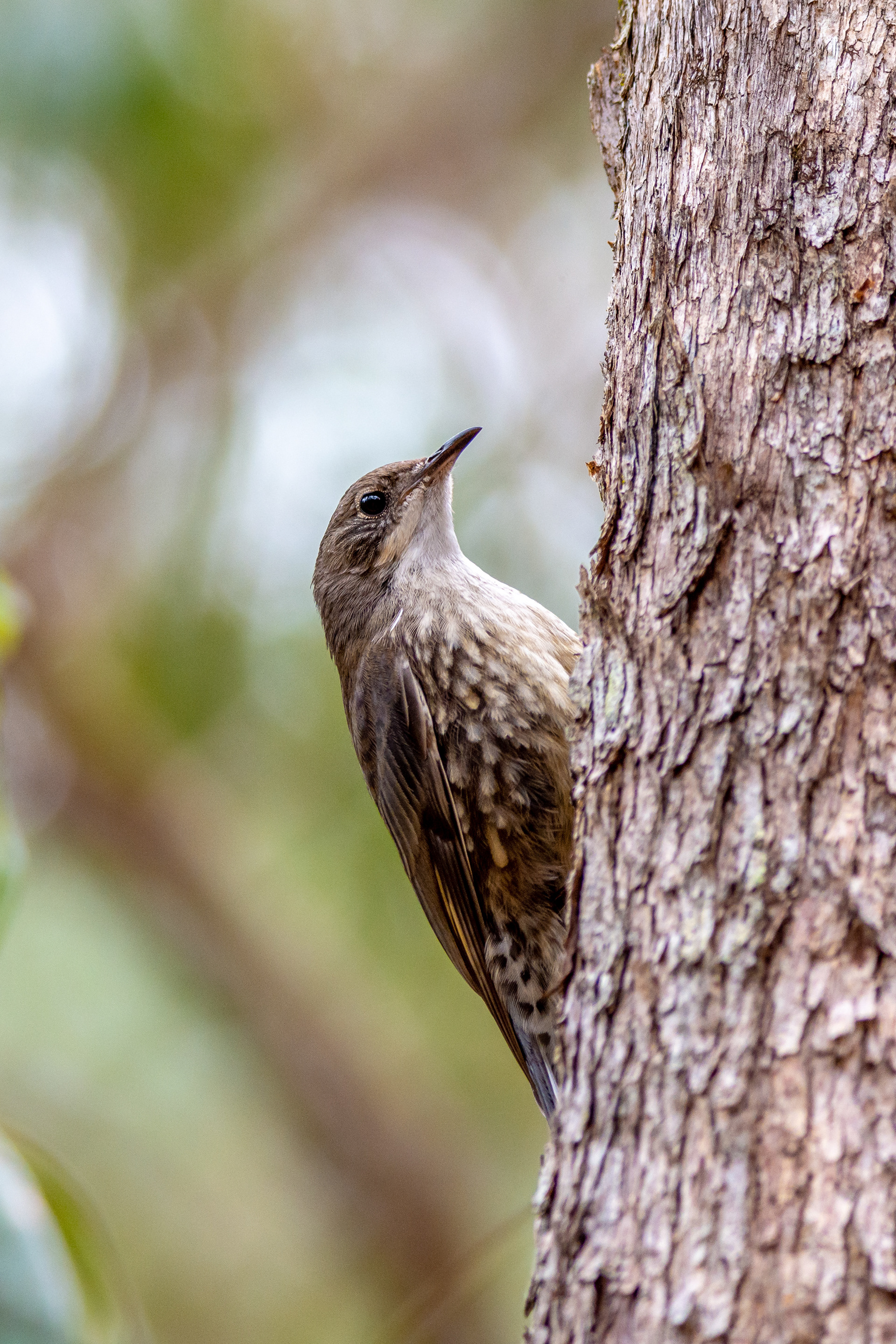 Australasian treecreepers (White-throated treecreeper)