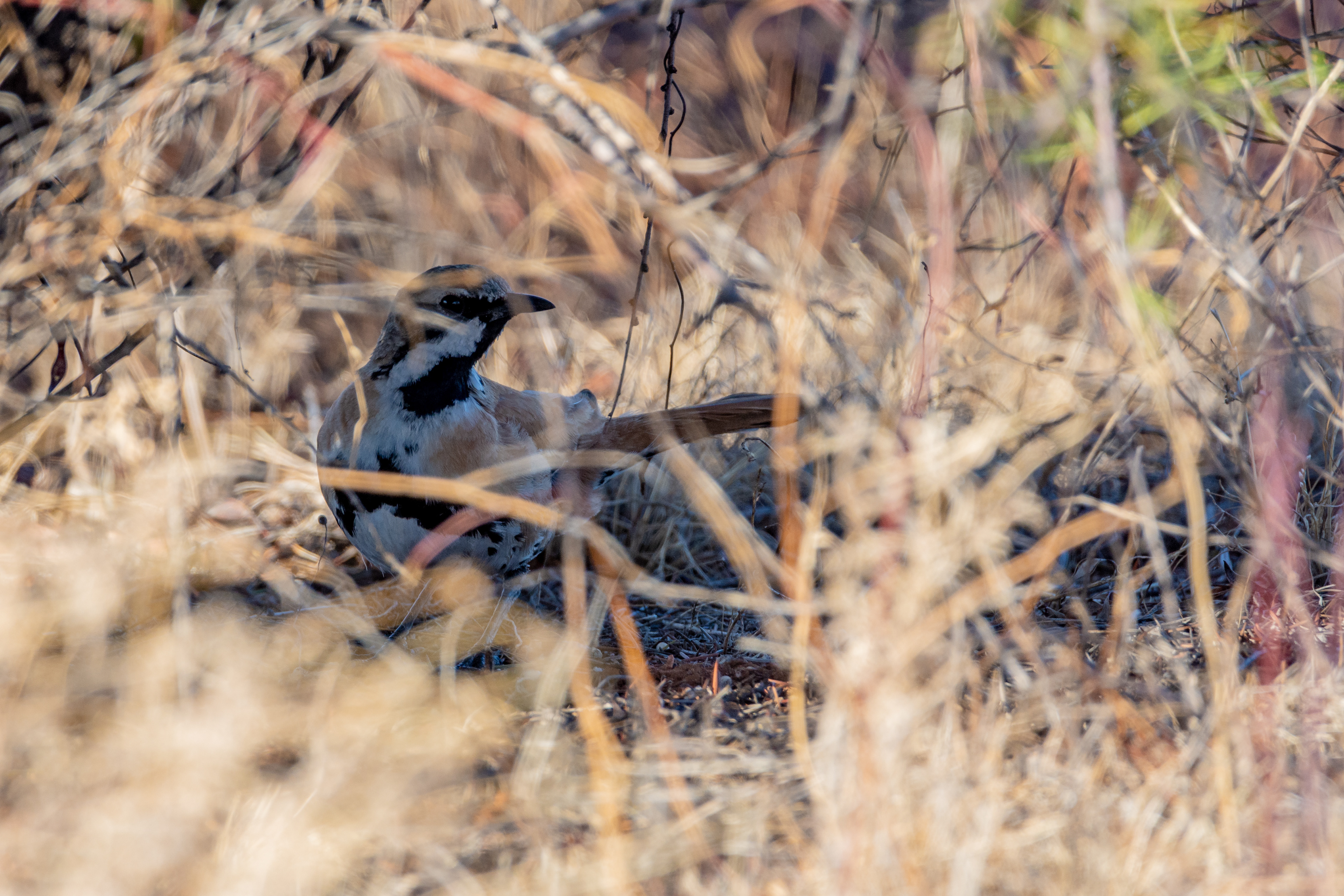 Cinnamon quail-thrush
