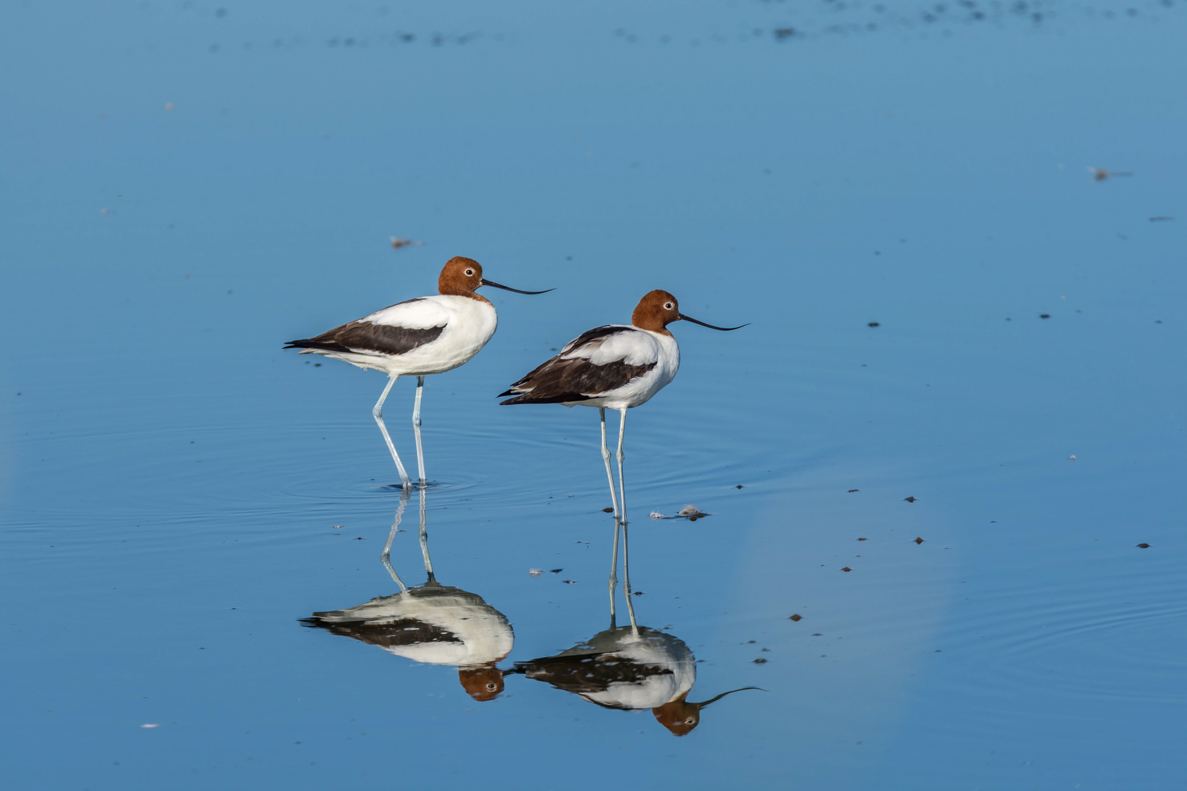 Avocets and stilts (Red-necked avocet)