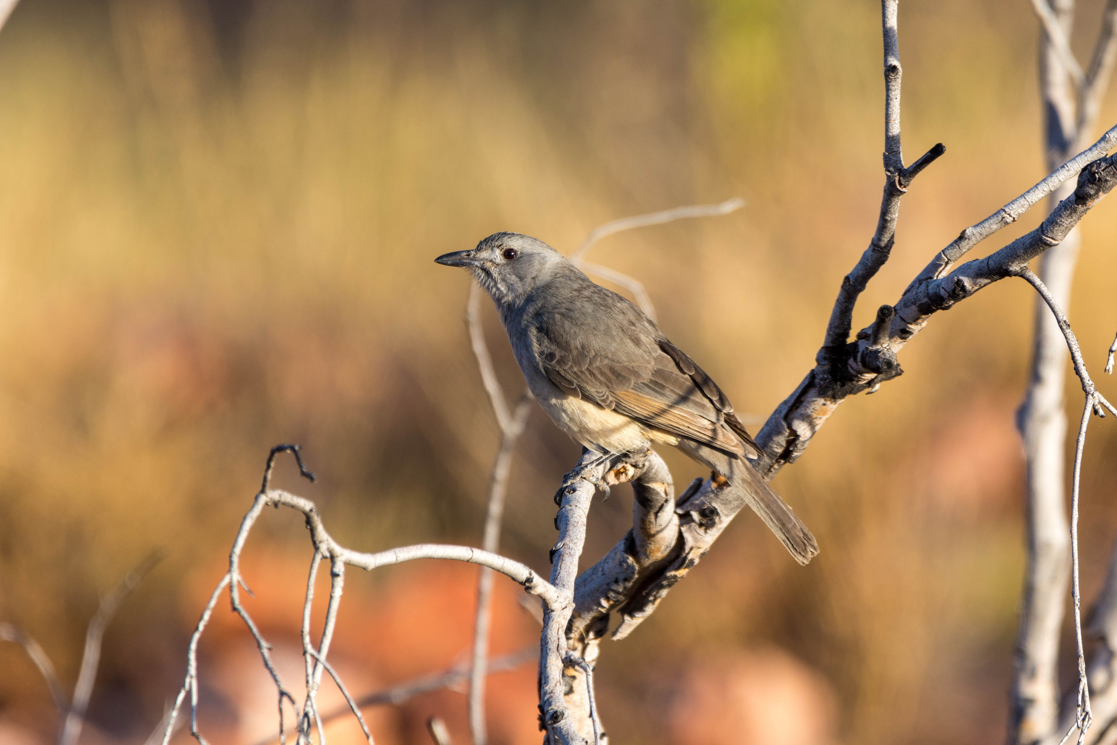 Grey shrikethrush