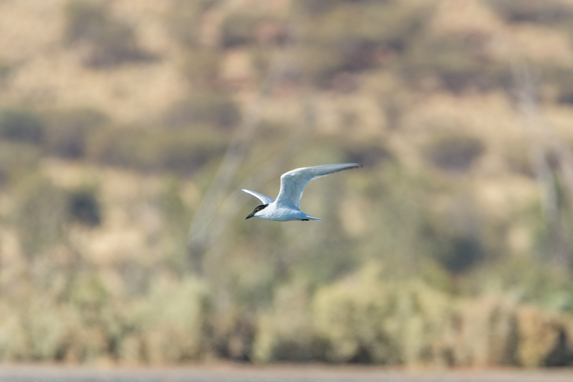 Gull-billed tern