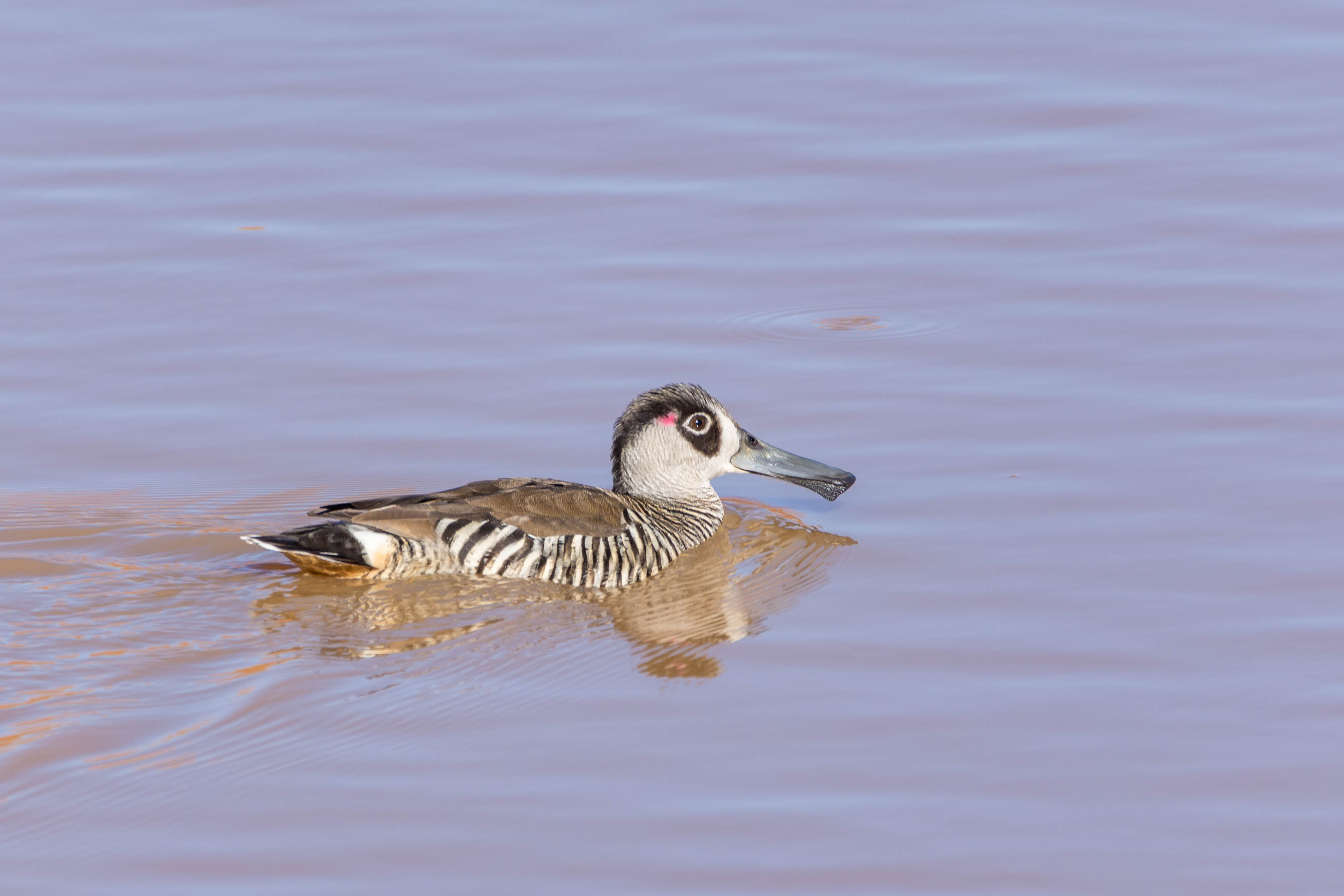 Pink-eared duck