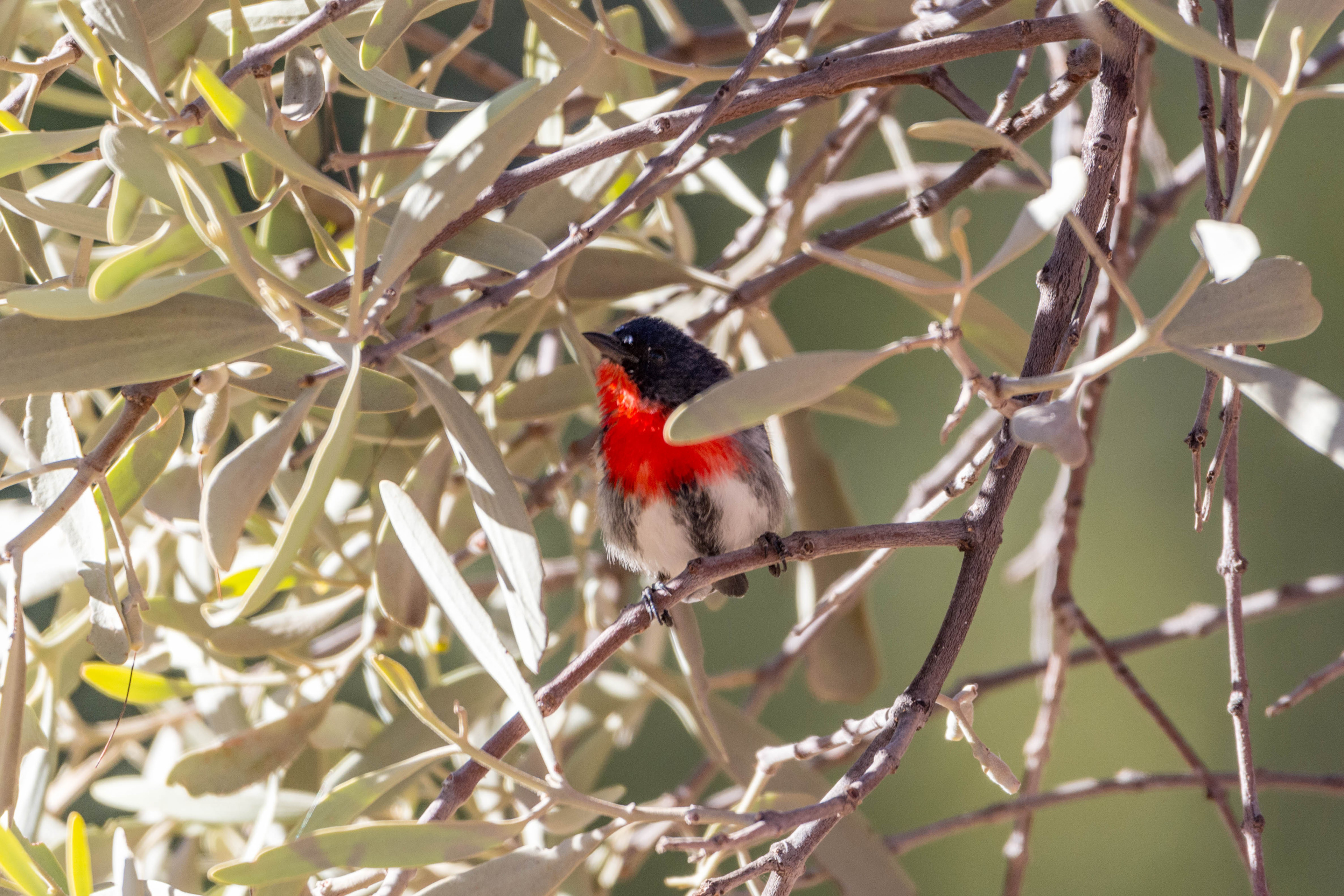 Mistletoebird
