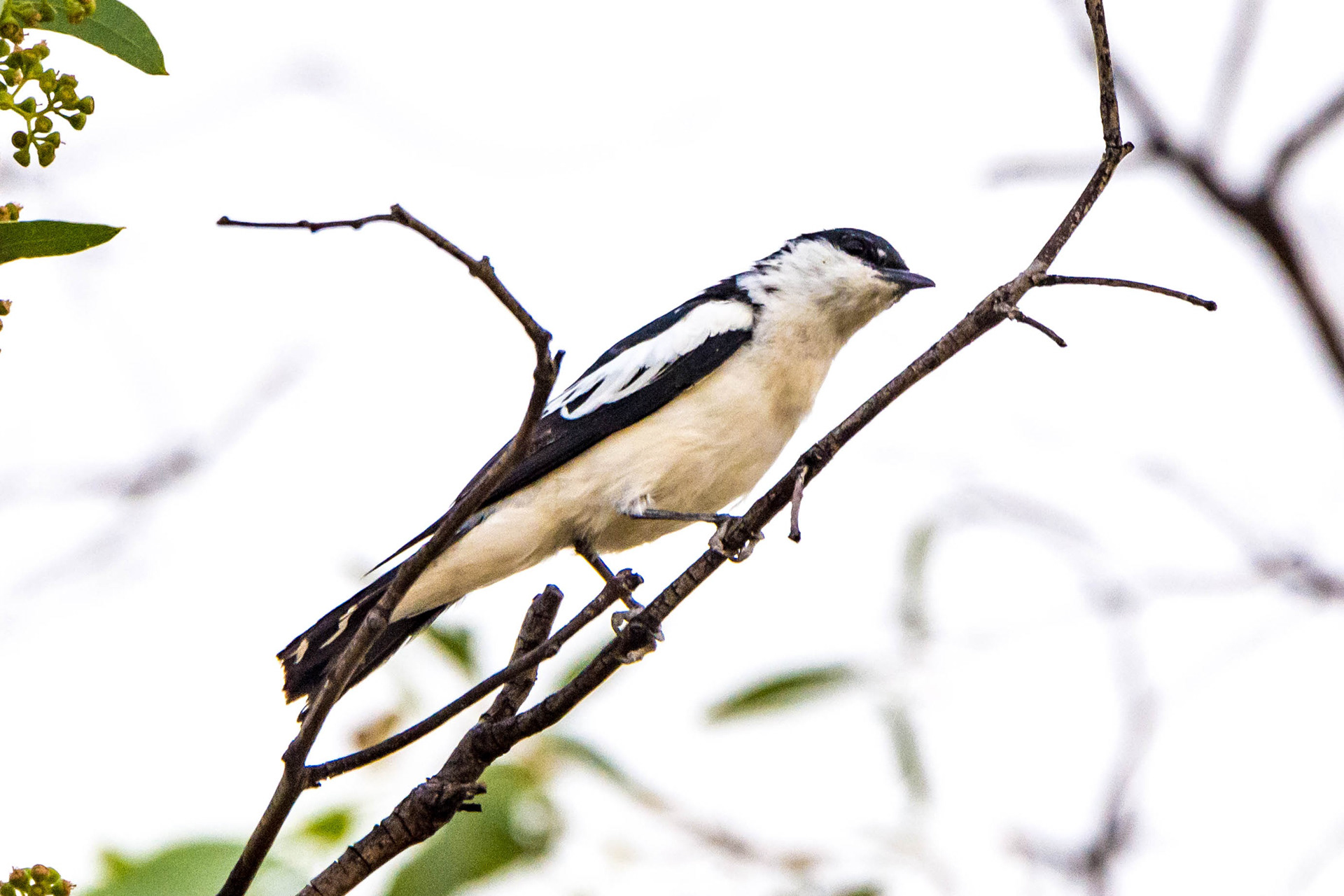 White-winged triller