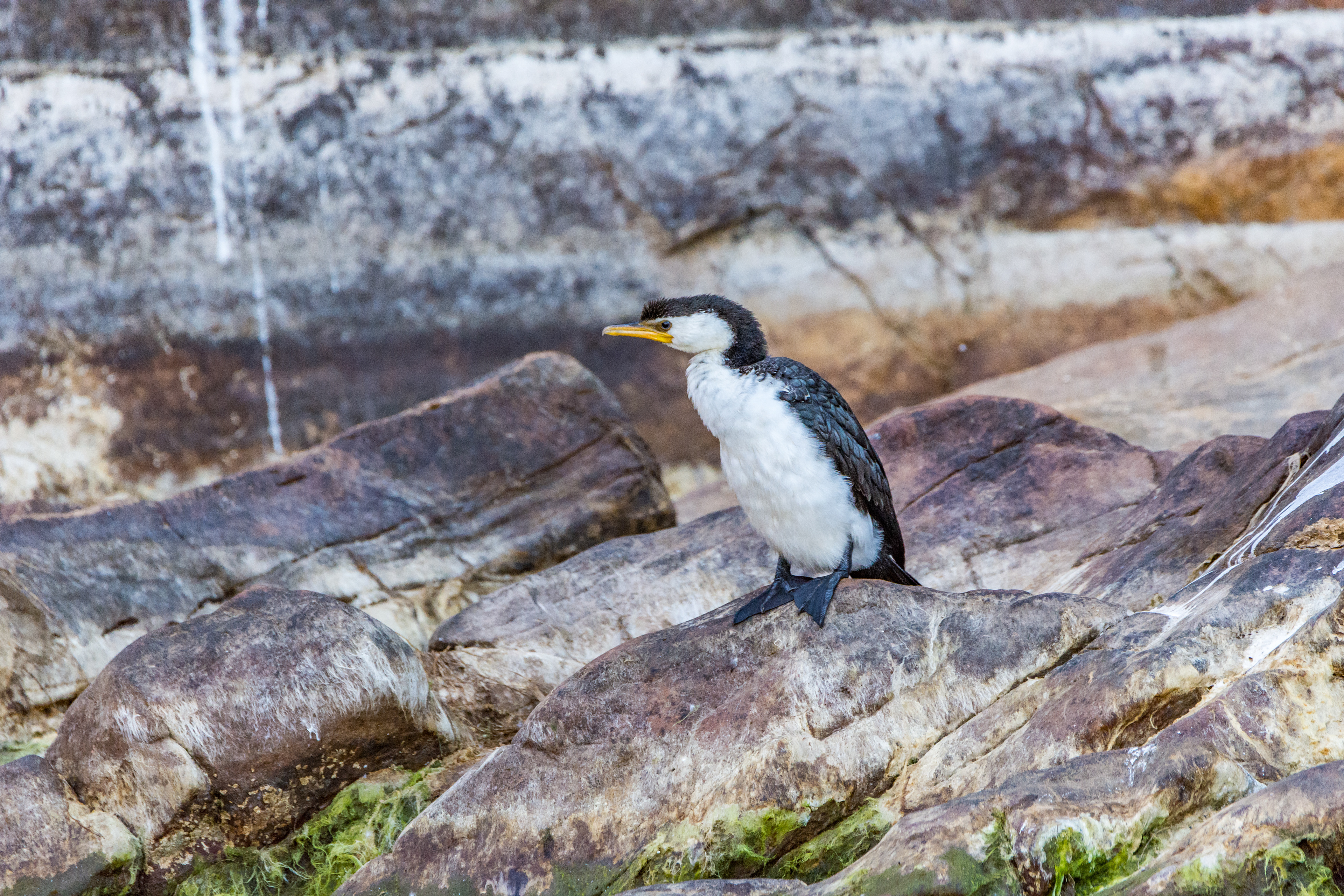 Little pied cormorant