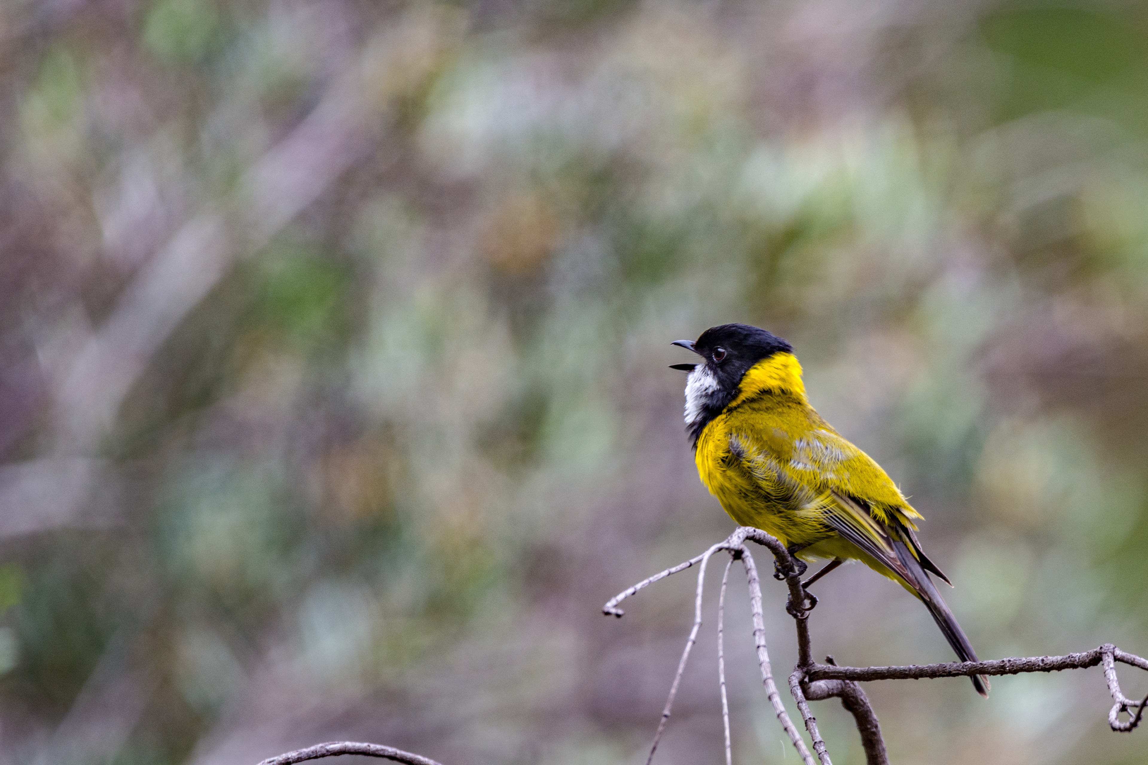 Whistlers (Golden whistler)