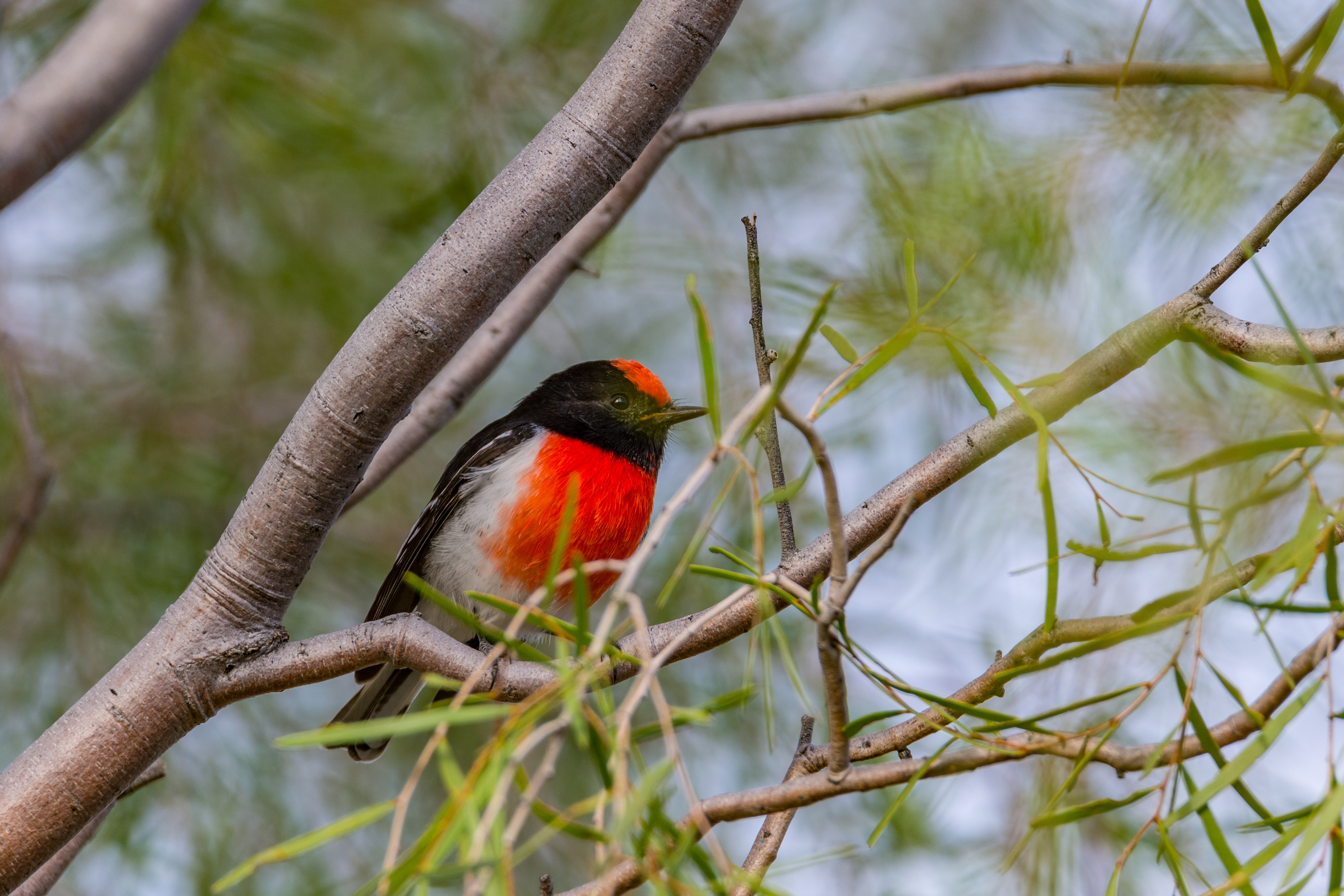 Australasian robins (Red-capped robin)