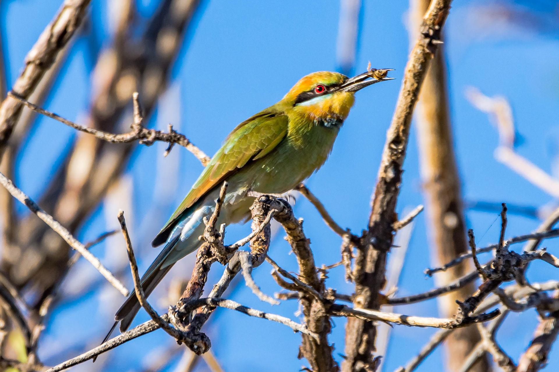Rainbow bee-eater