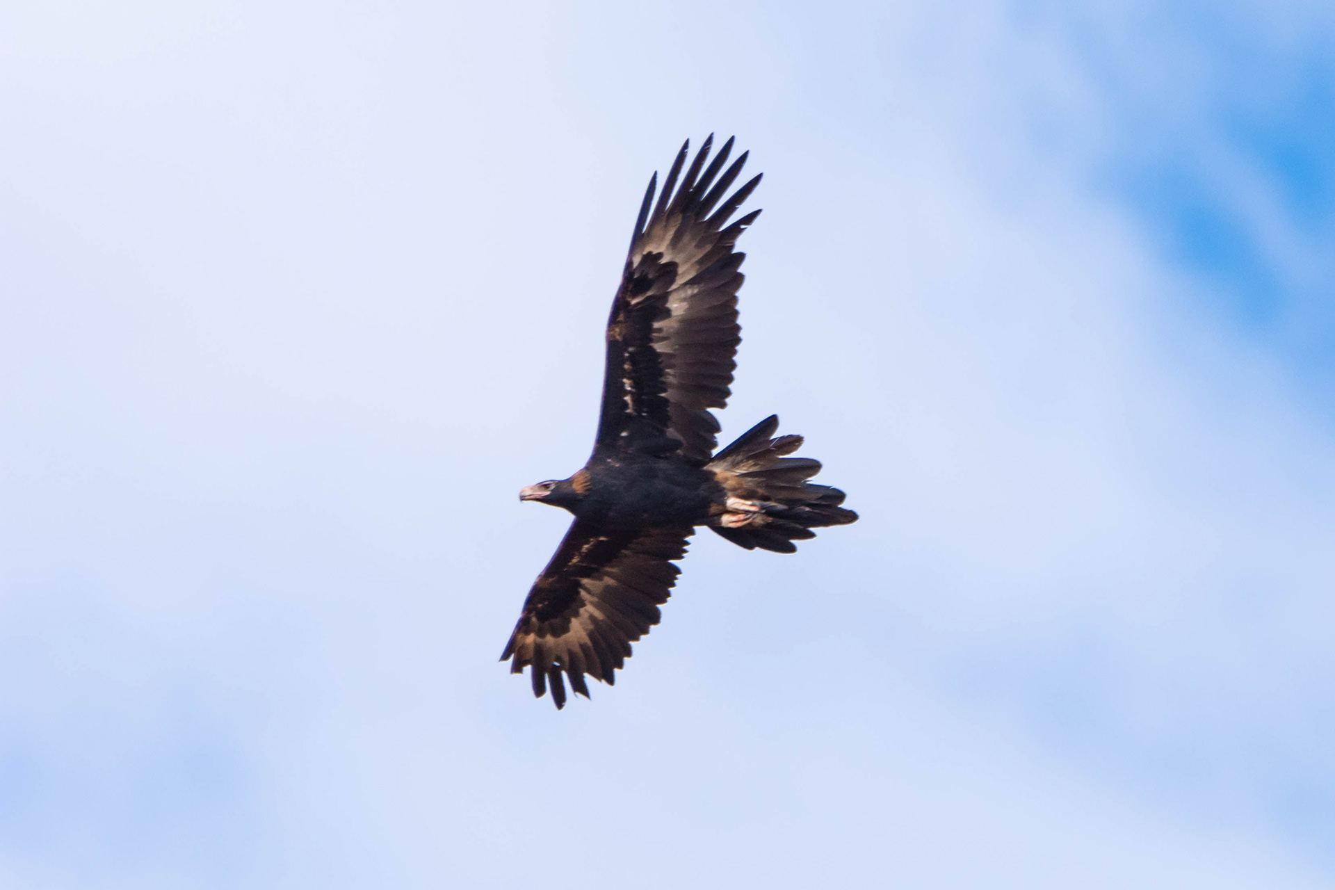 Wedge-tailed eagle