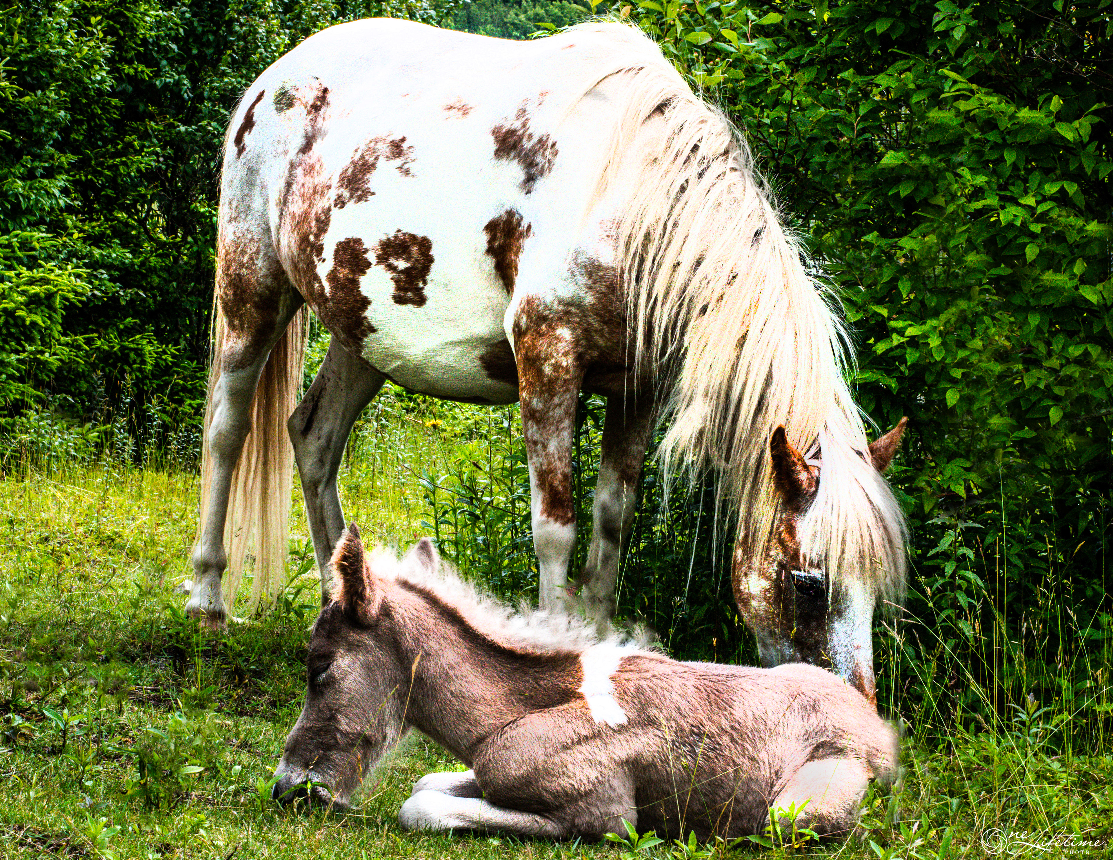 Sleeping Baby Pony