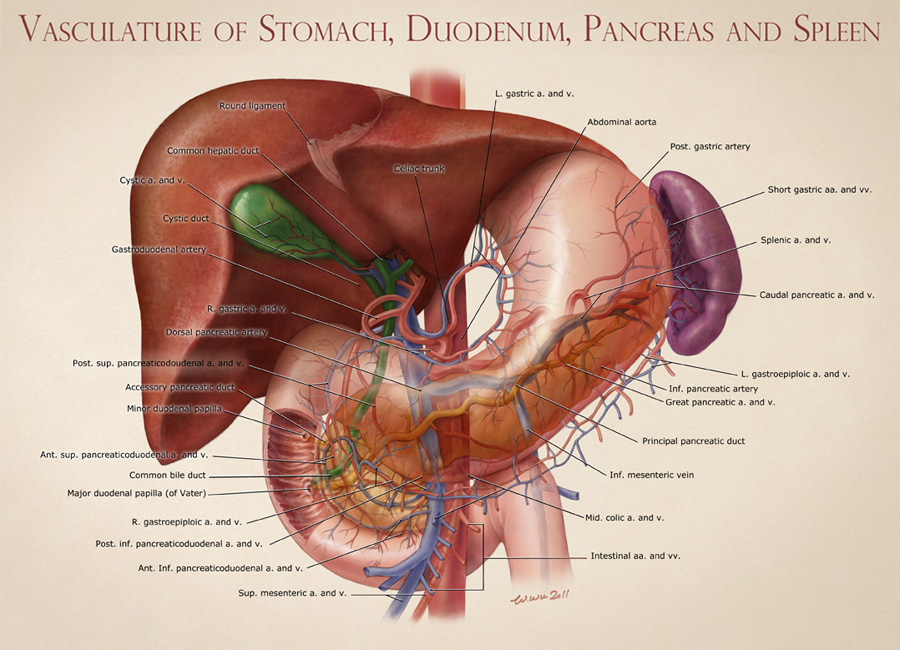 vasculature of stomach, duodenum, pancrease and spleen