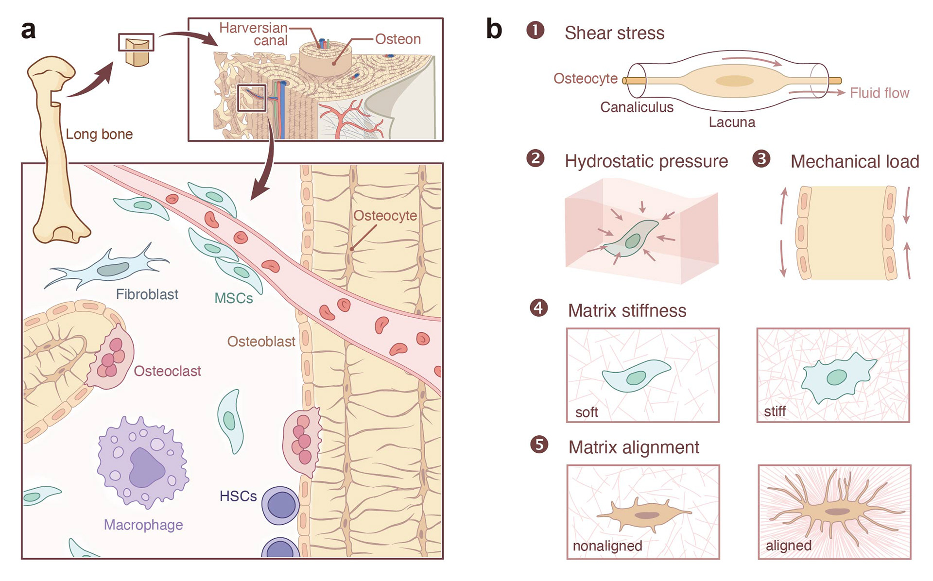 bone mechanical microenvironment