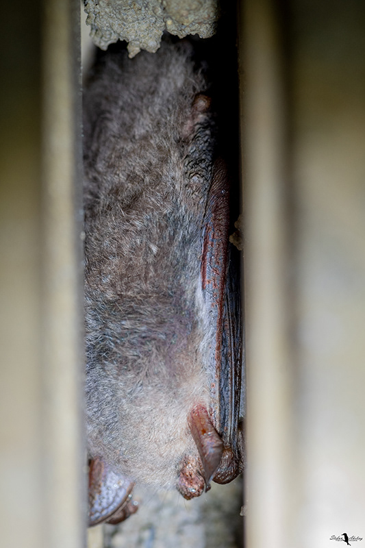 Fransenfledermaus