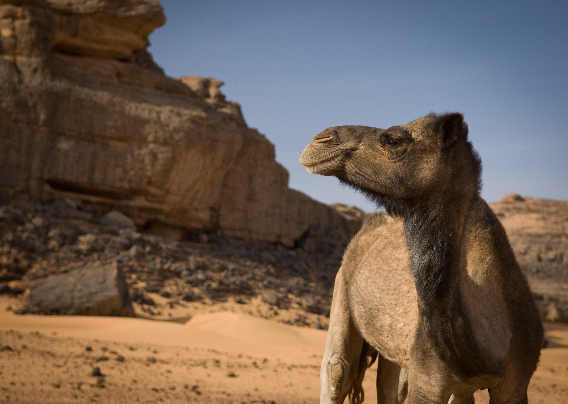 Dromedary in Tadrart (Admer Tadrart, Algeria)