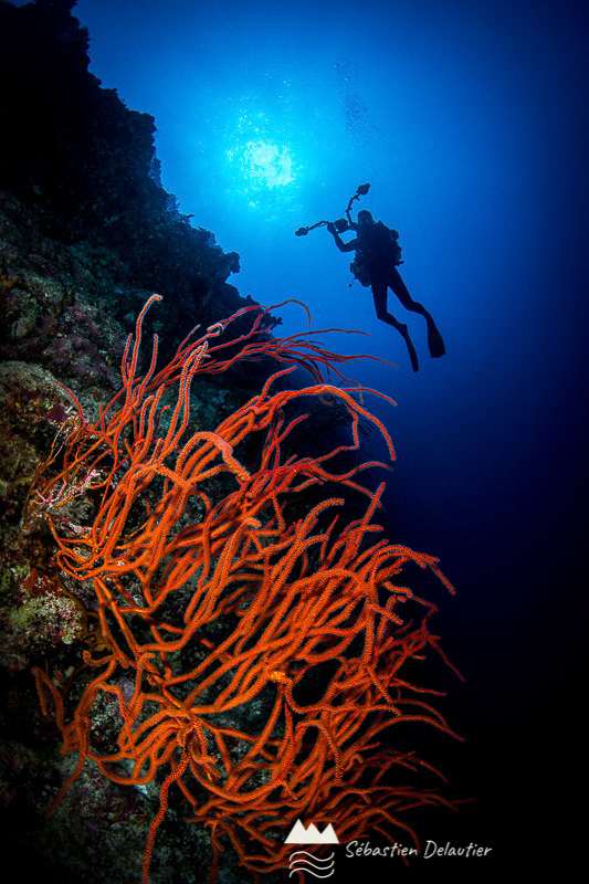 Photographe sur le tombant, APO Reef