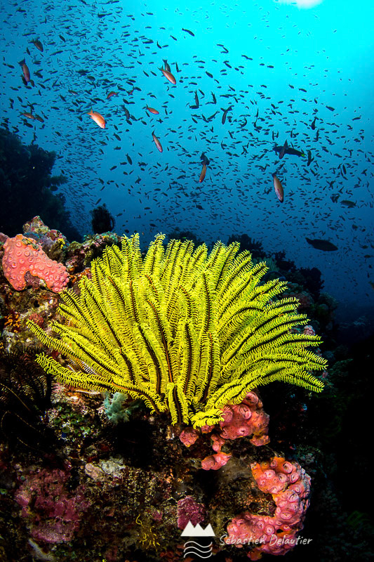 Comatule sur le récif, Sabang
