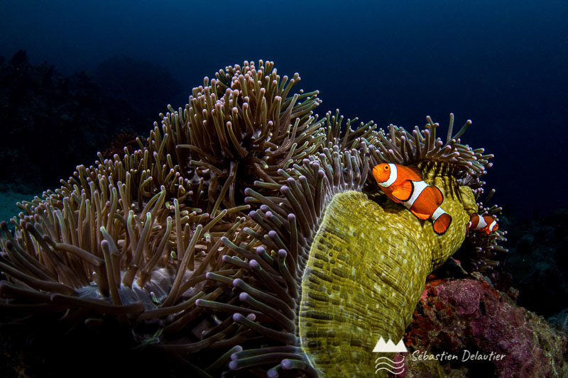 Poisson clown autour de son anémone, Anilao