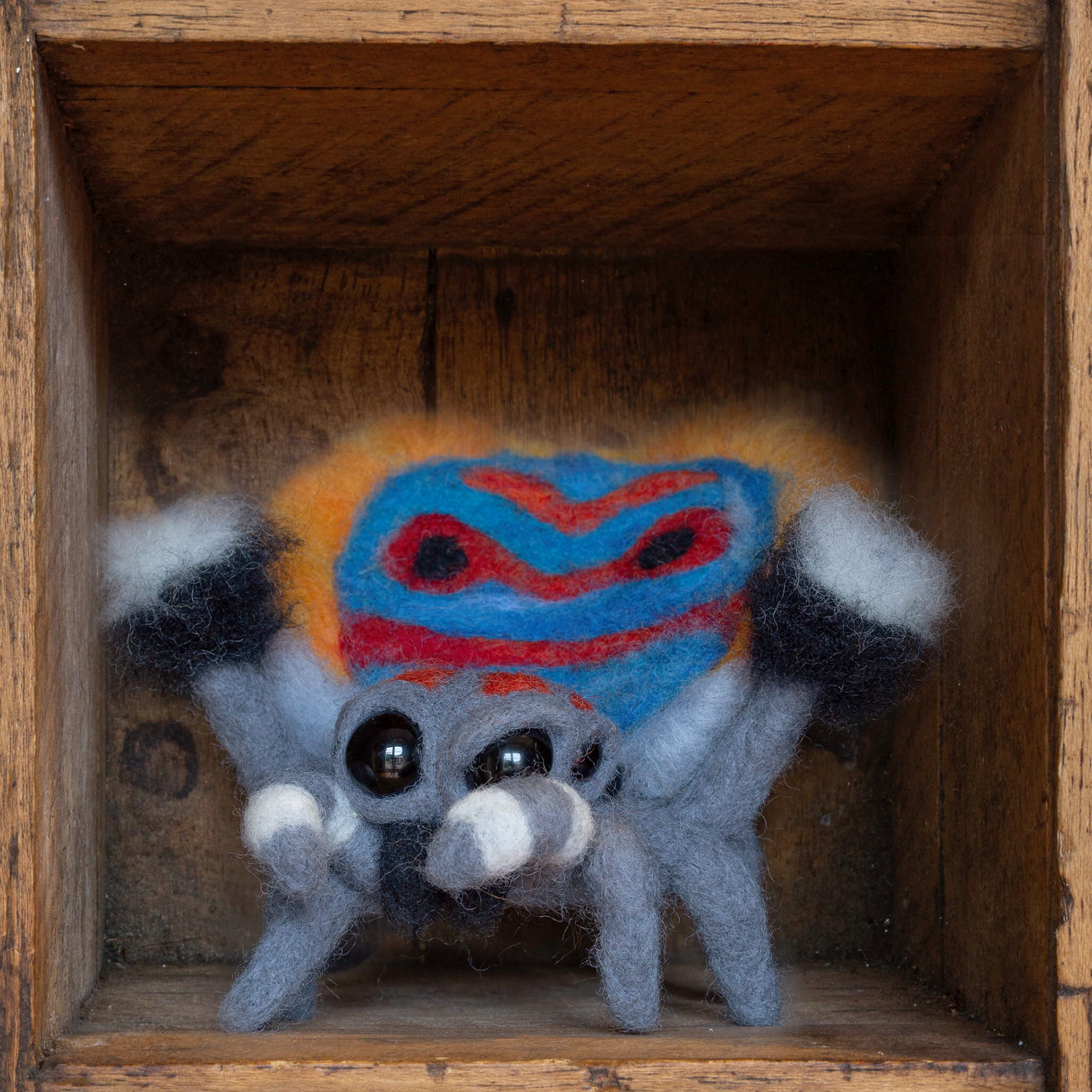 Maratus Speciosus